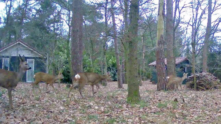 Natuurhuisje in Mierlo