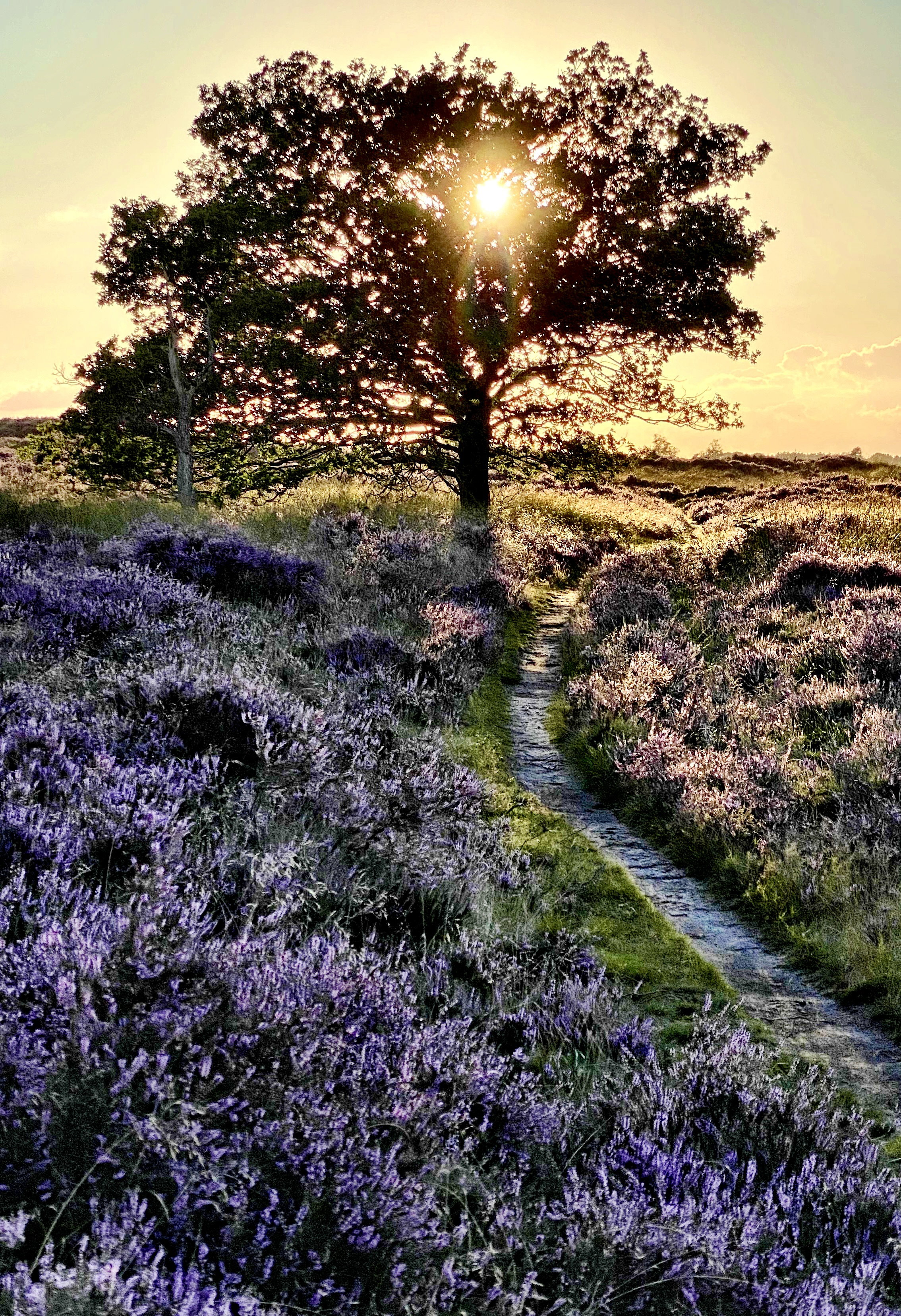 - image: 24