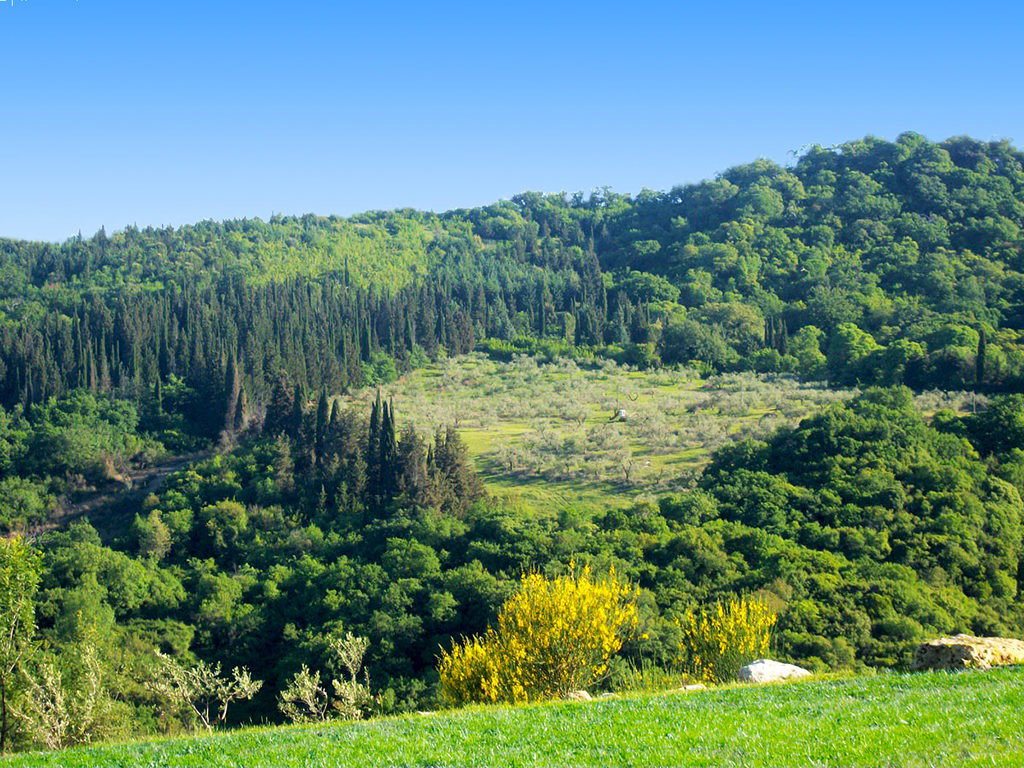 - image: 11