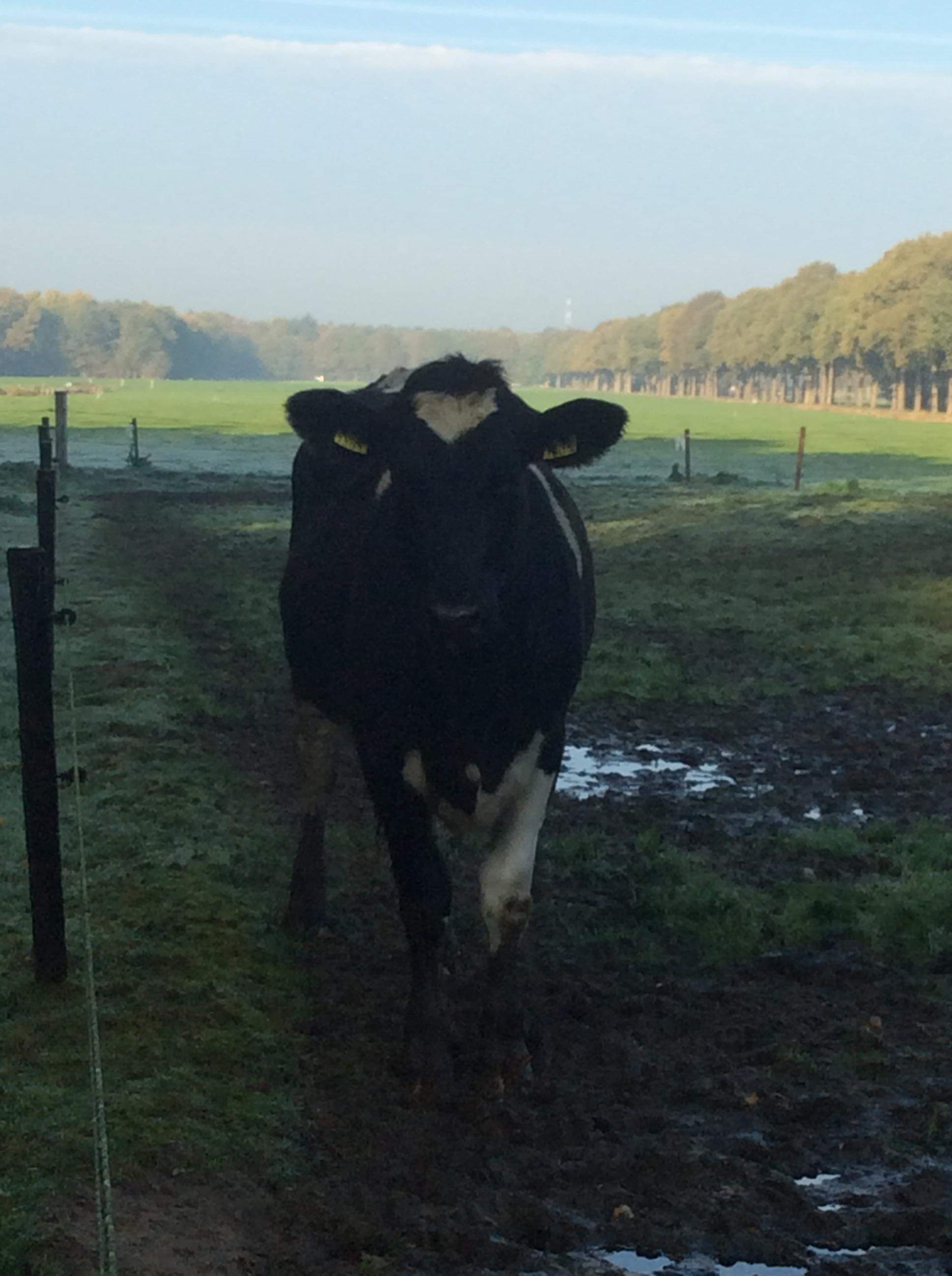 Naturhäuschen in Eesveen
