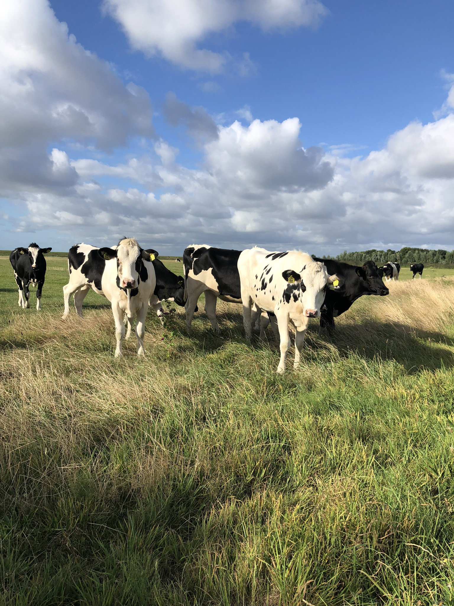 Naturhäuschen in Schiermonnikoog