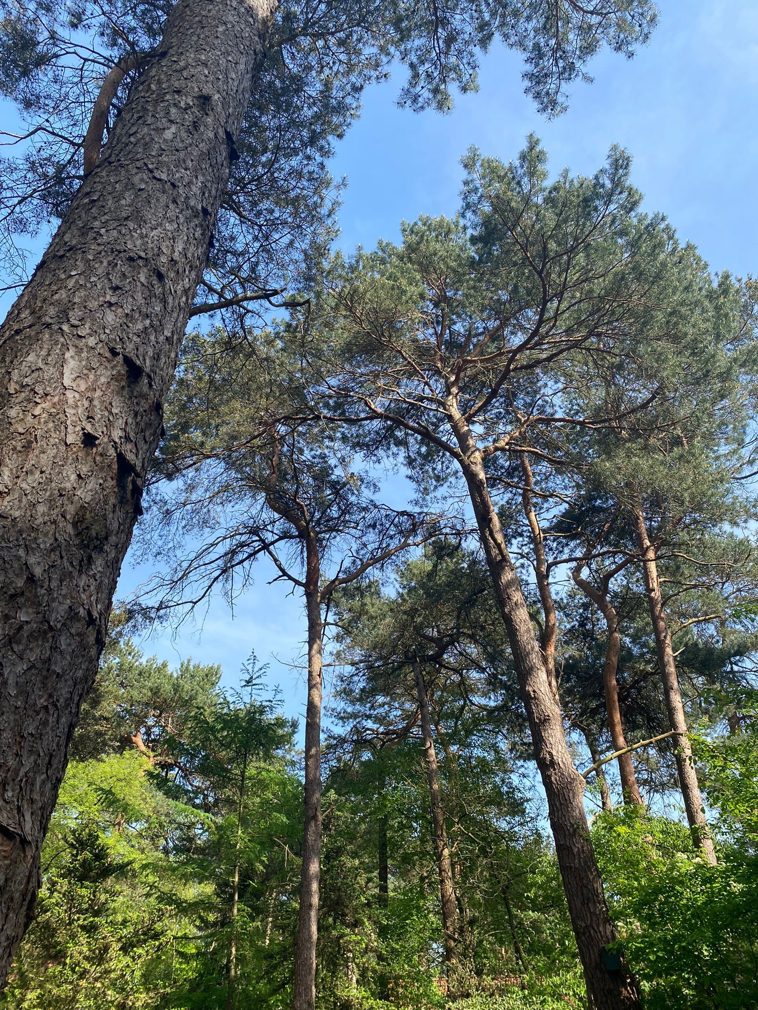 Natuurhuisje in Ommen