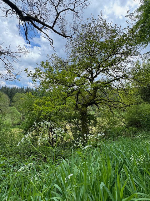 - image: 25