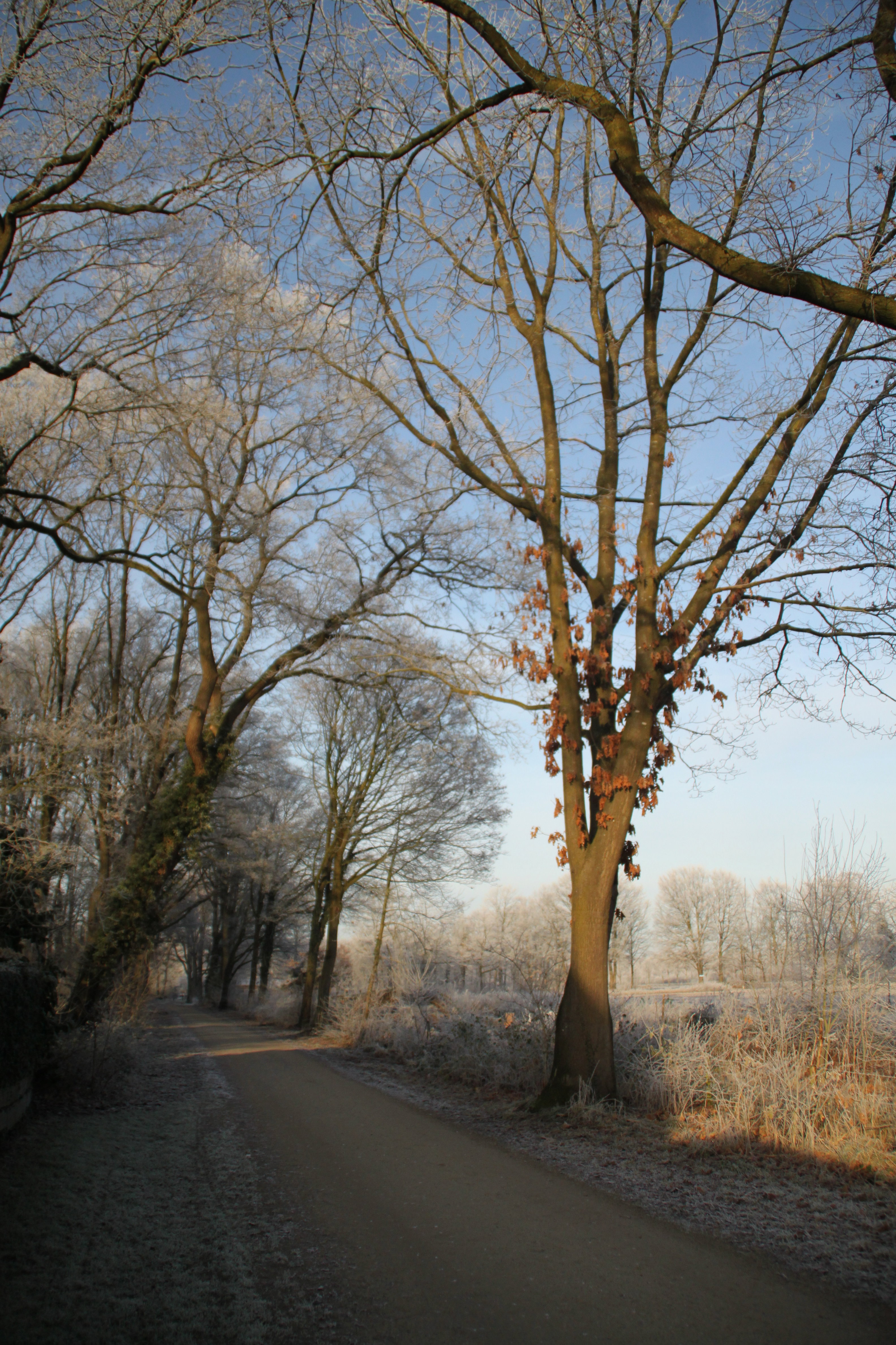 - image: 12