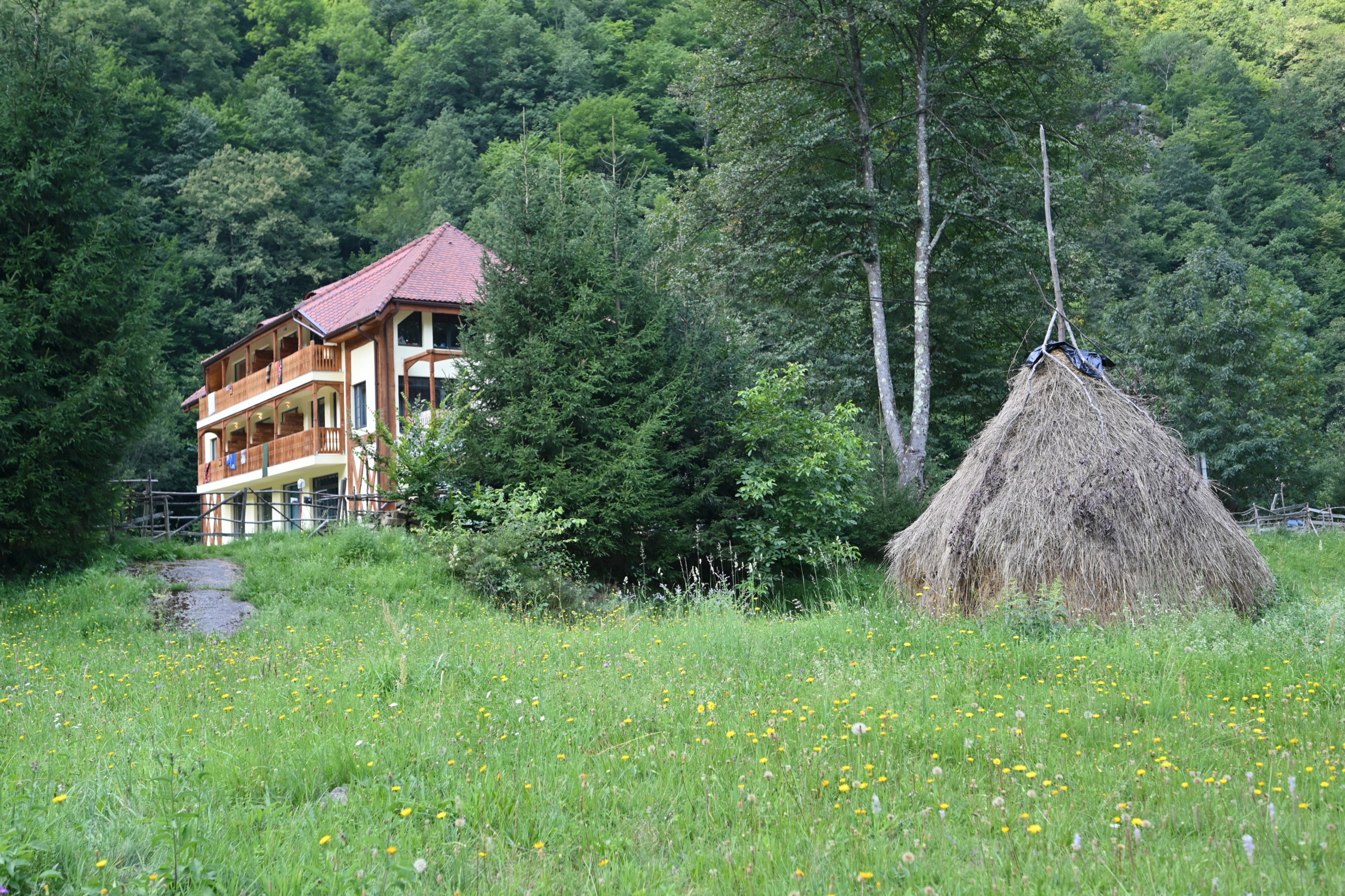 - image: 1