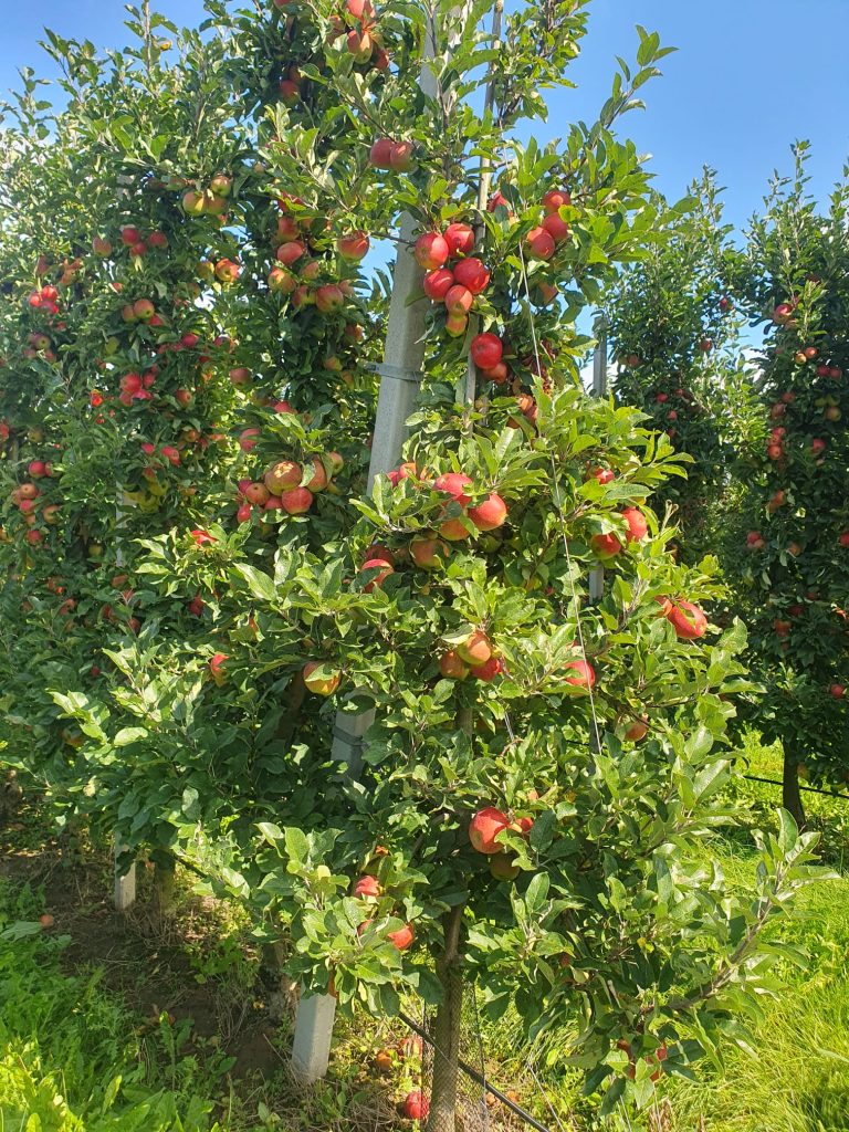 Casa nella natura a Ommeren