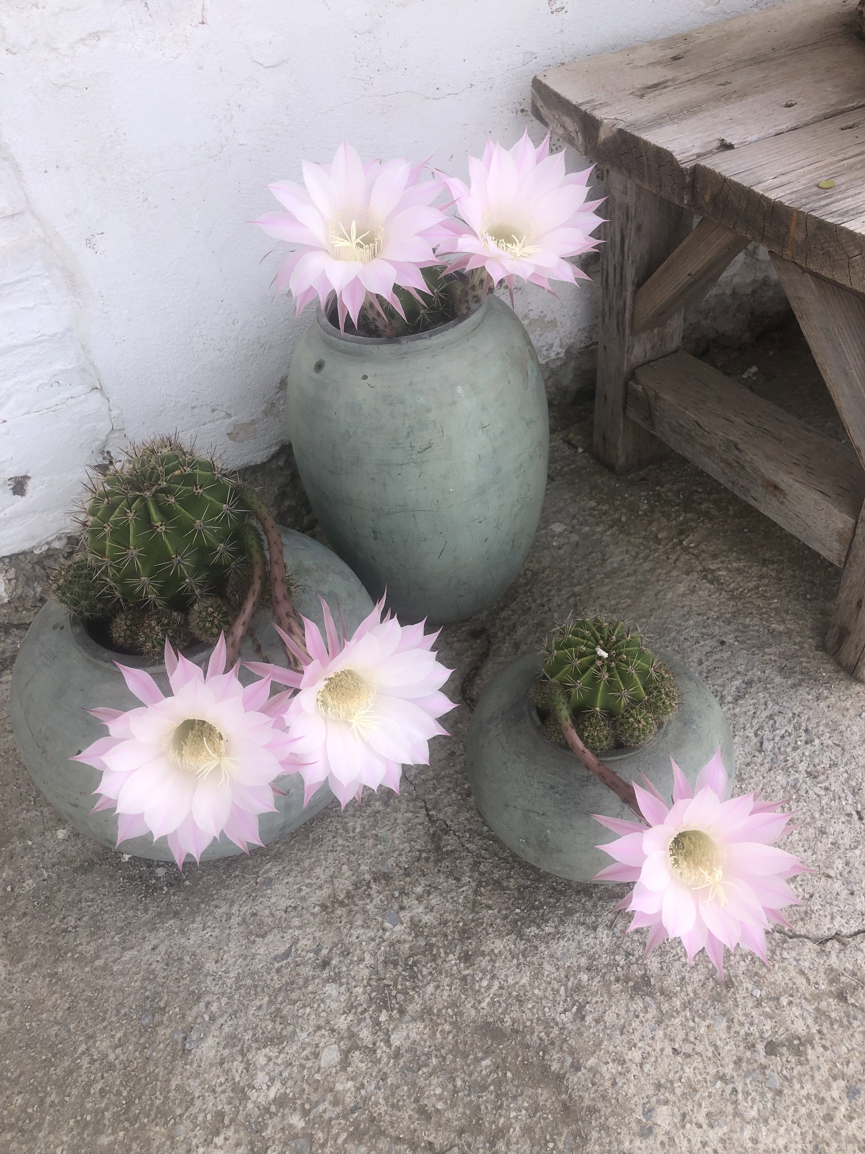 - image: 26