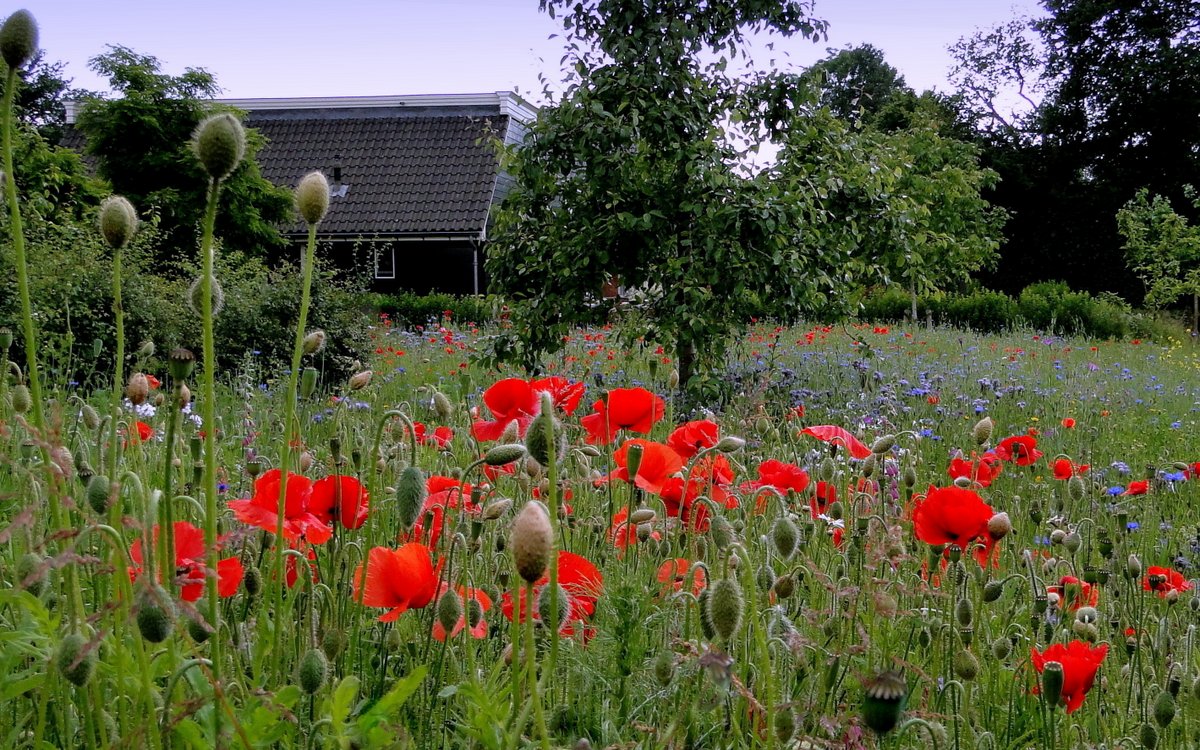 Casa nella natura a Vledder