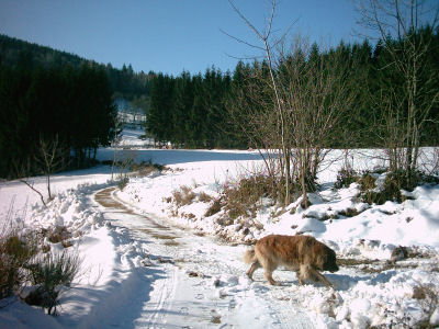 - image: 25