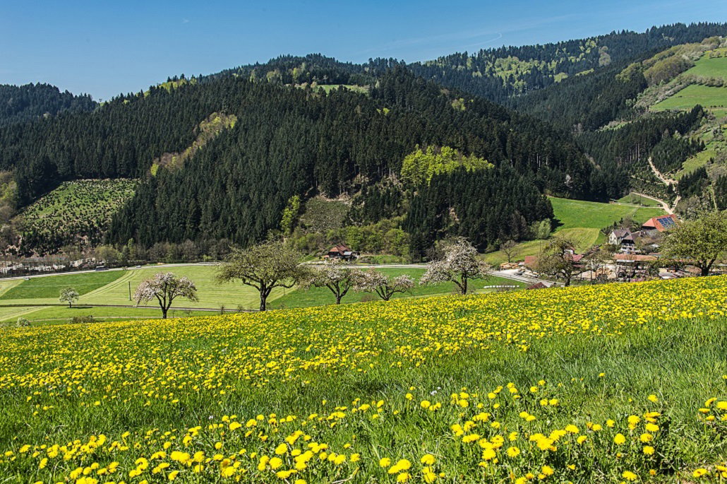 Natuurhuisje in Oberharmersbach