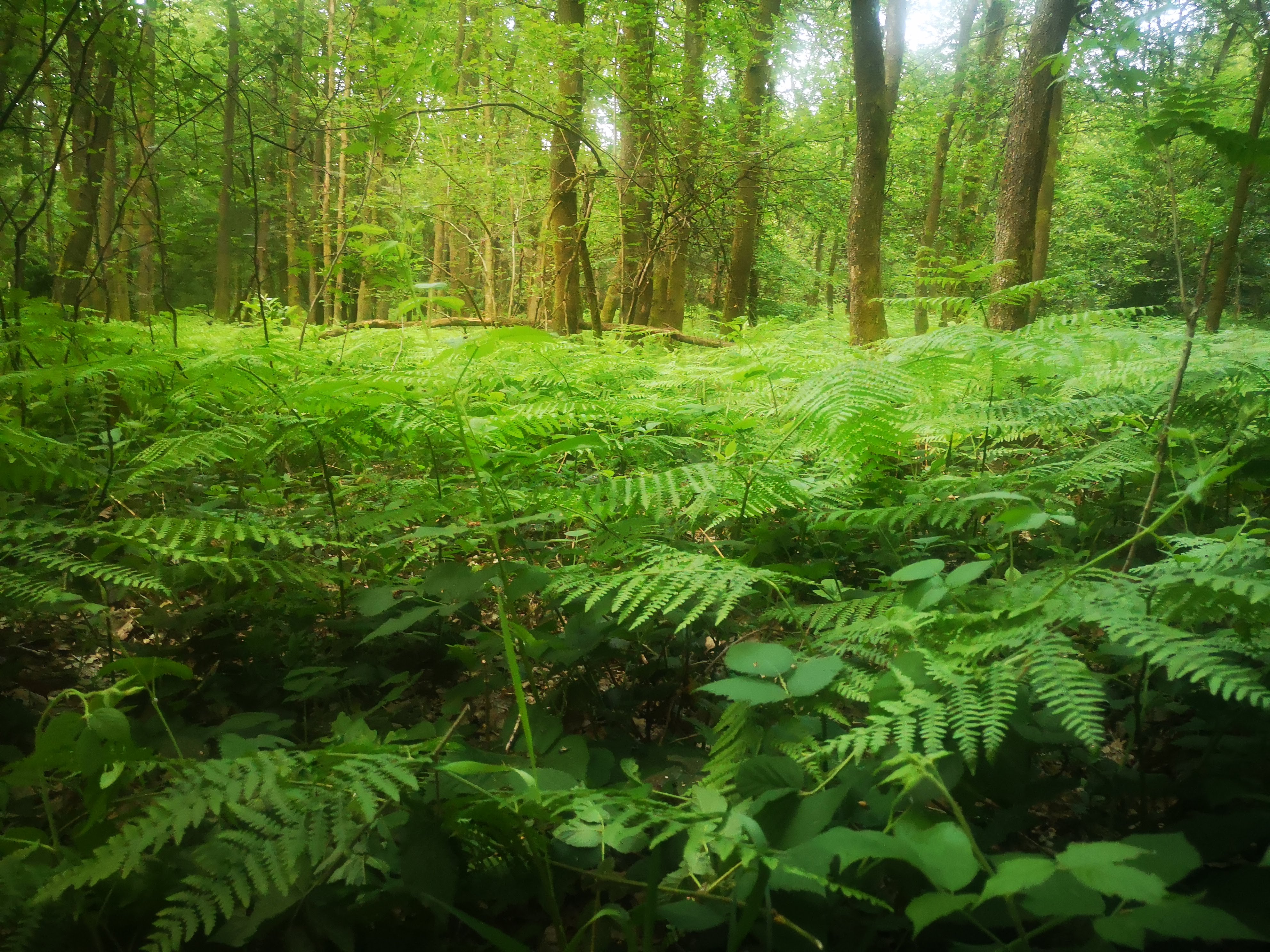 Naturhäuschen in Oignies en Thiérache