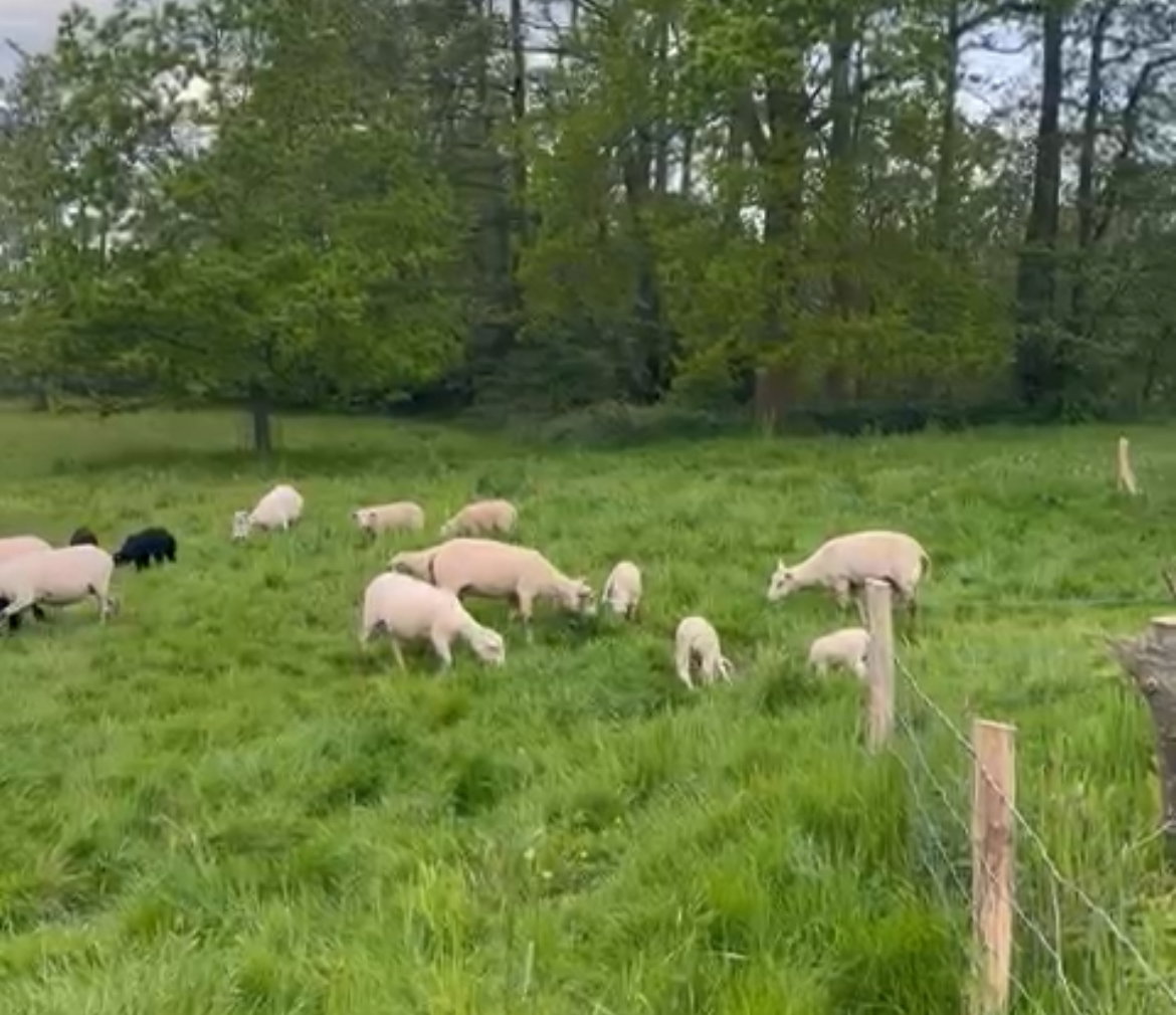 Casa nella natura a Ankeveen