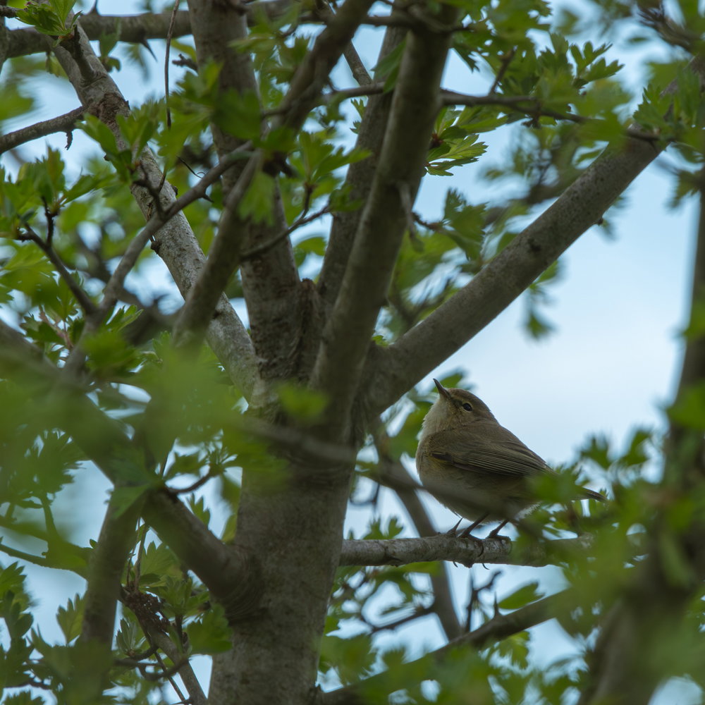 - image: 28