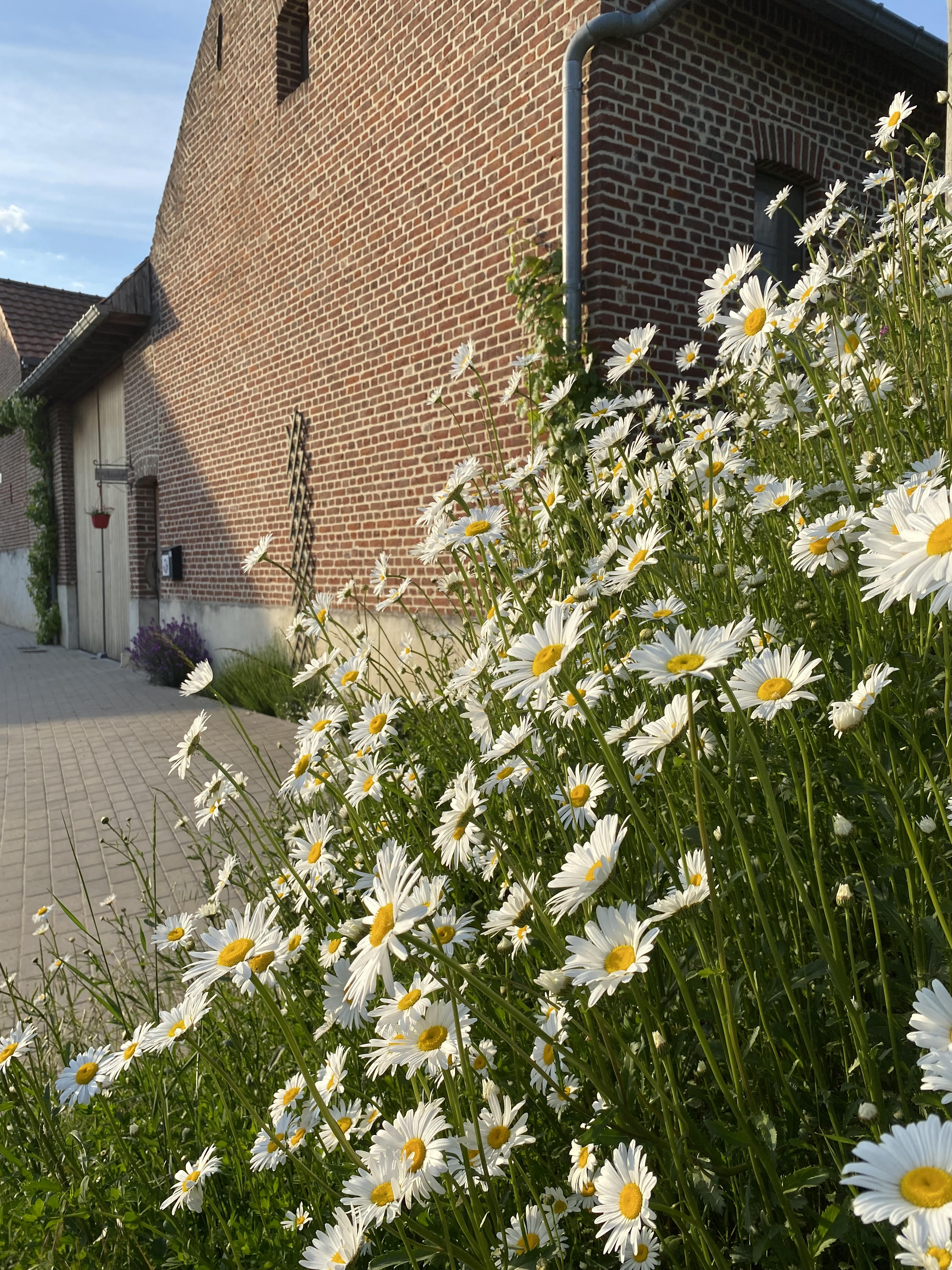 Maison nature à Heks - Heers
