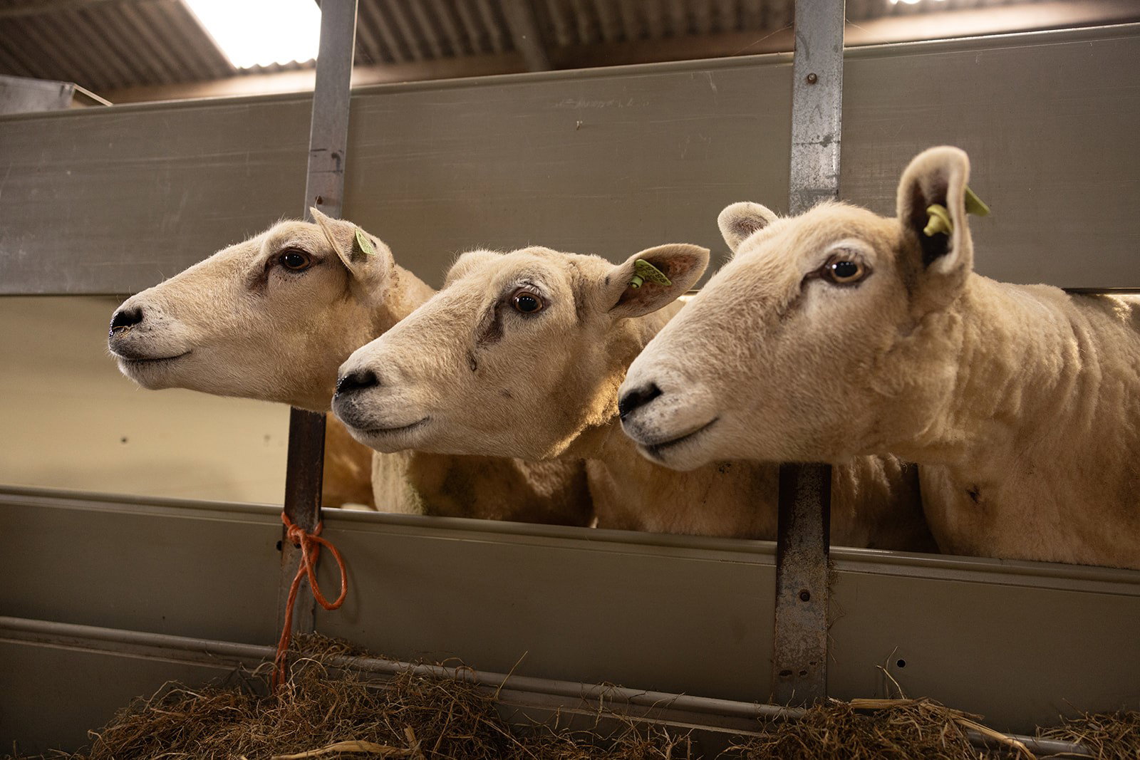 Naturhäuschen in Wilp-Achterhoek