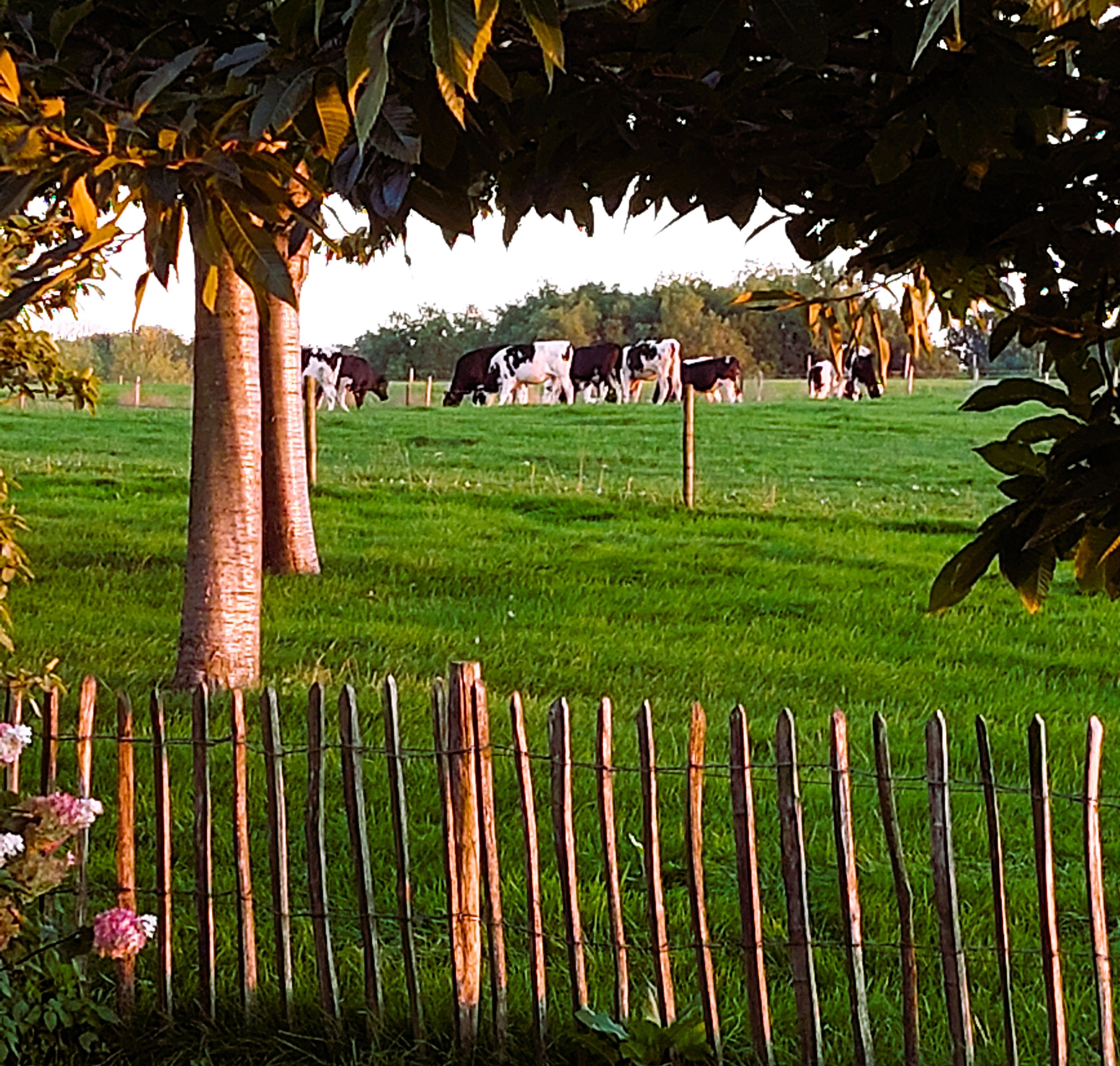Natuurhuisje in Schin op Geul