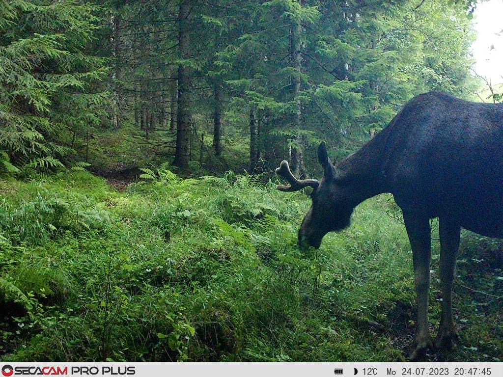 - image: 28
