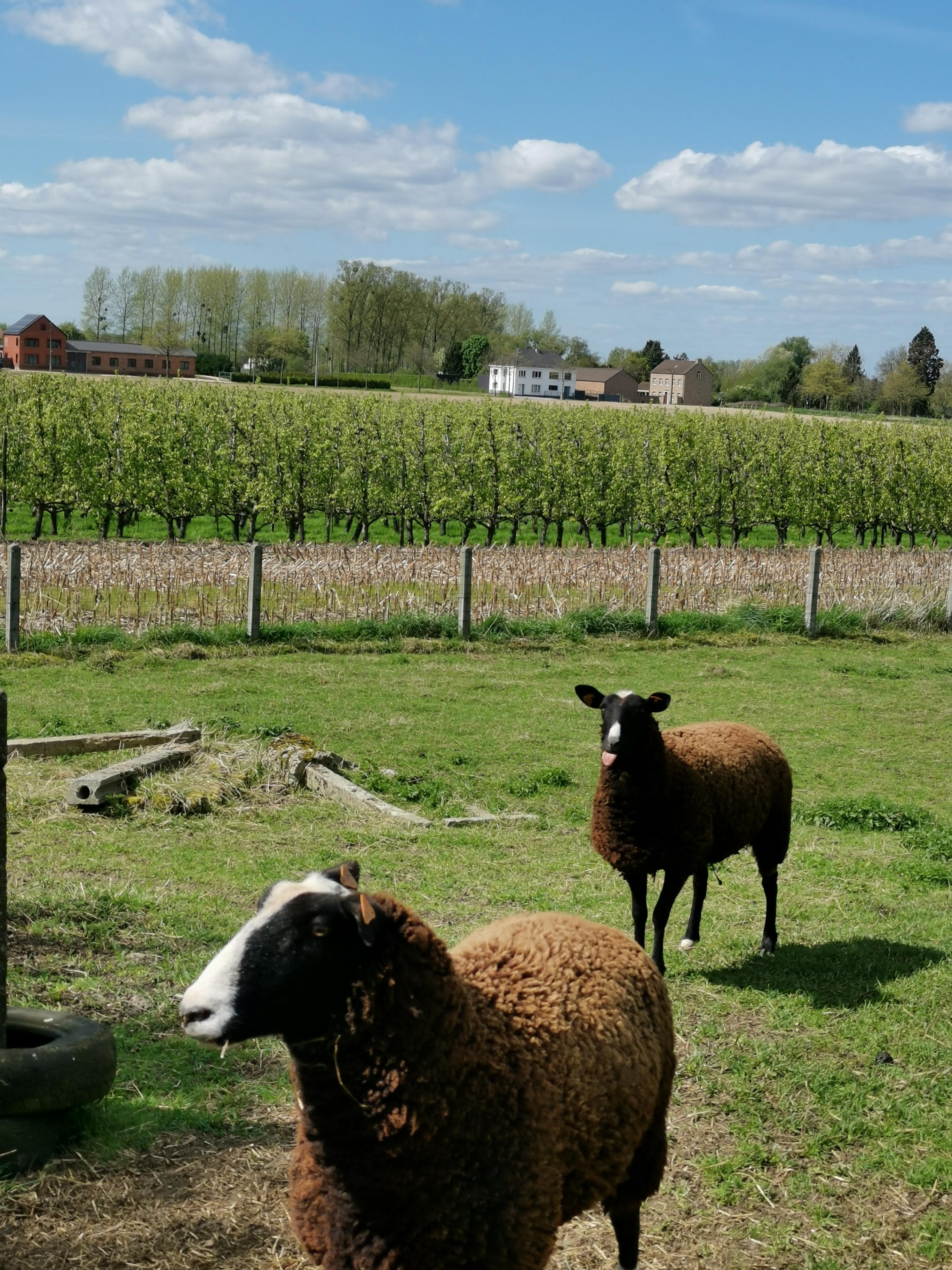 Natuurhuisje in Hoeselt