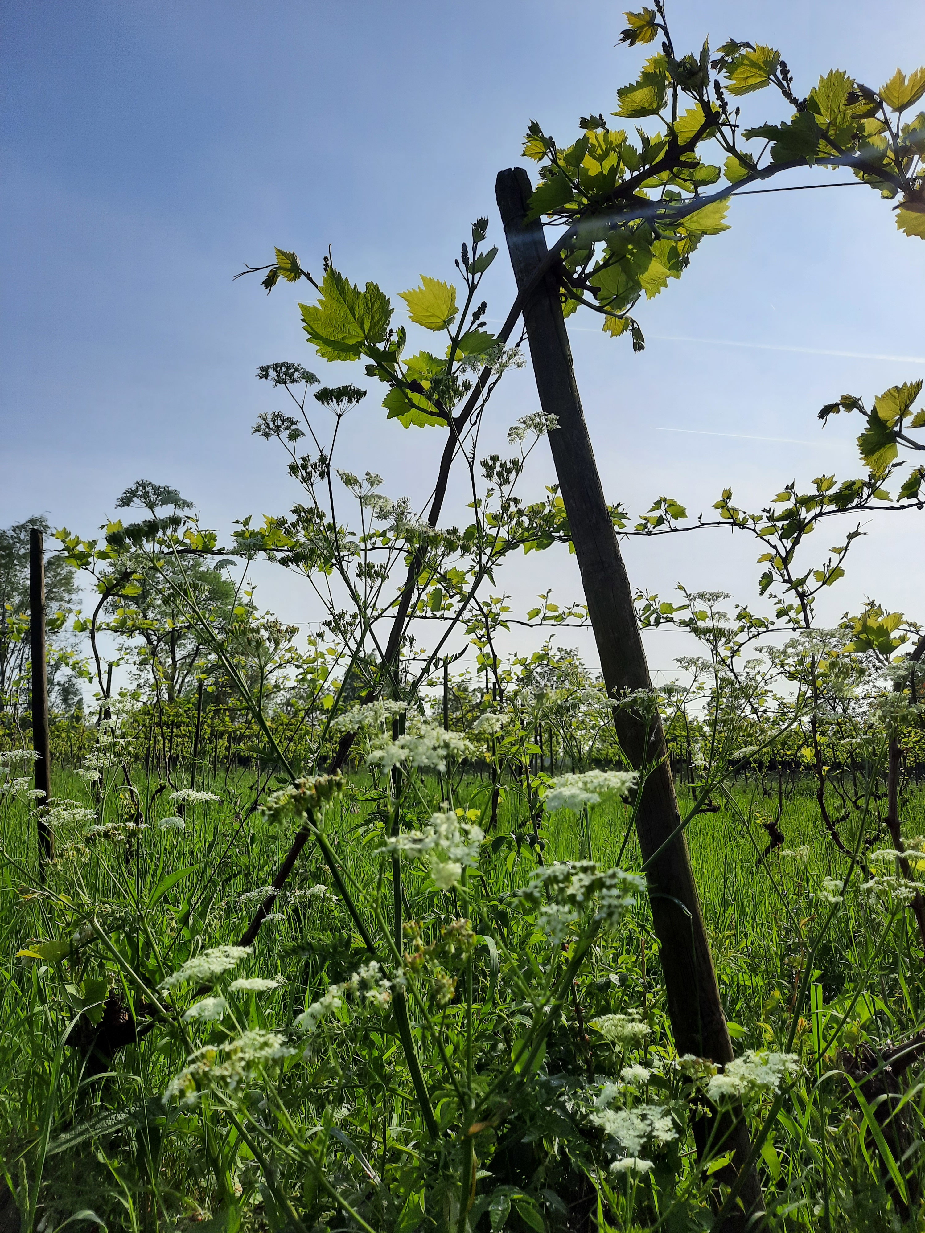 Naturhäuschen in Hurwenen