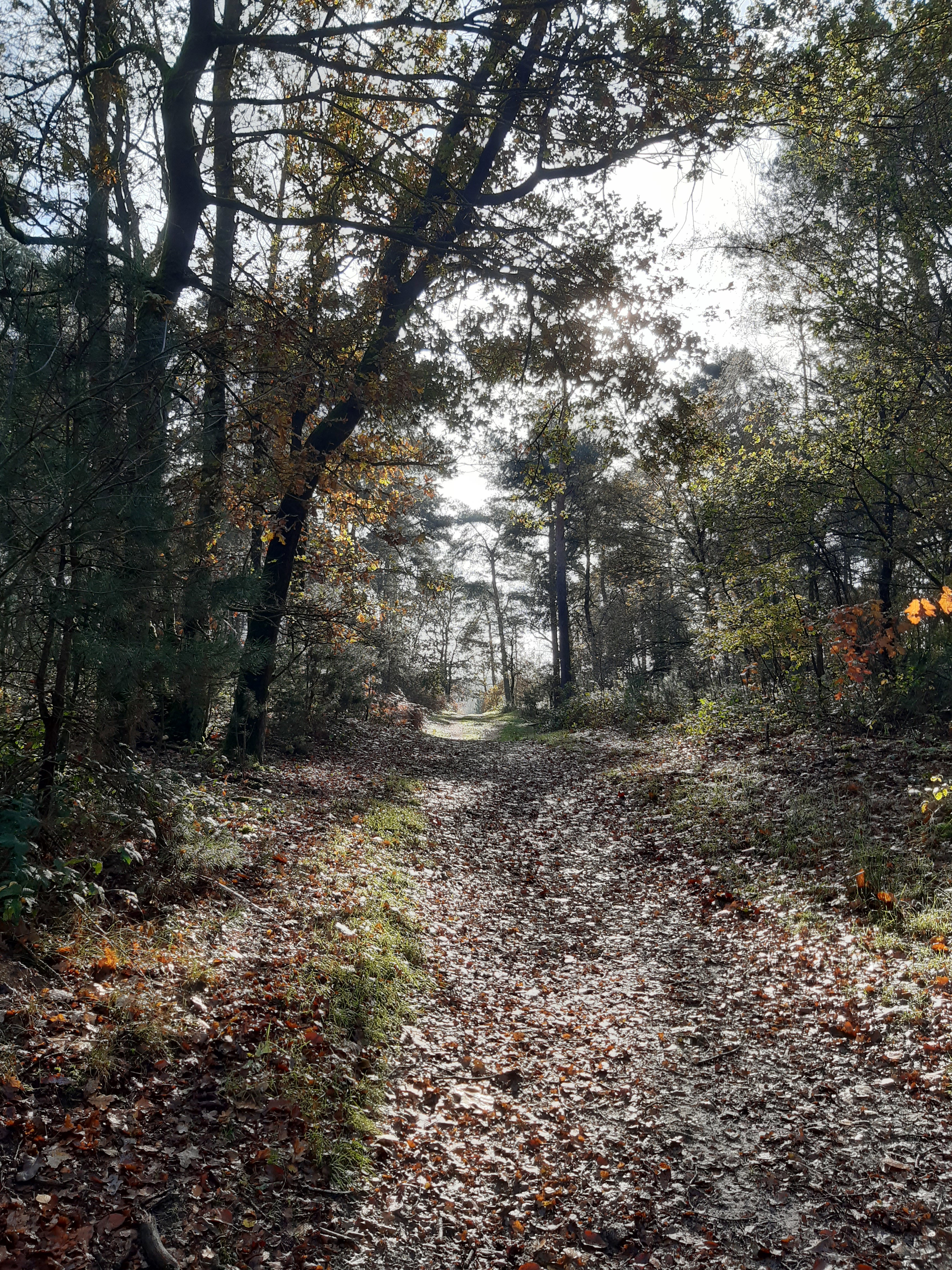 Natuurhuisje in Lomm
