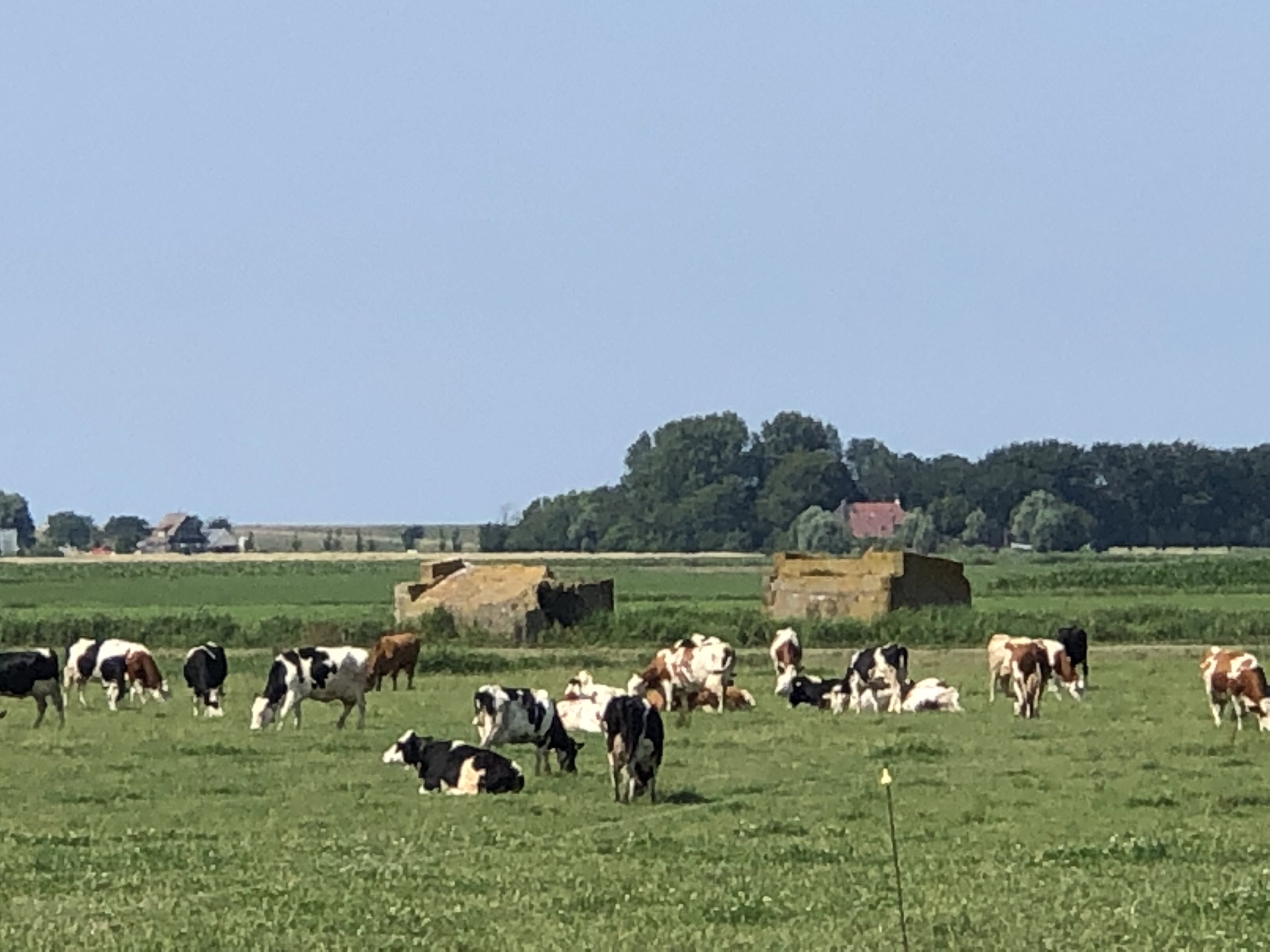 Casa nella natura a Wijnaldum