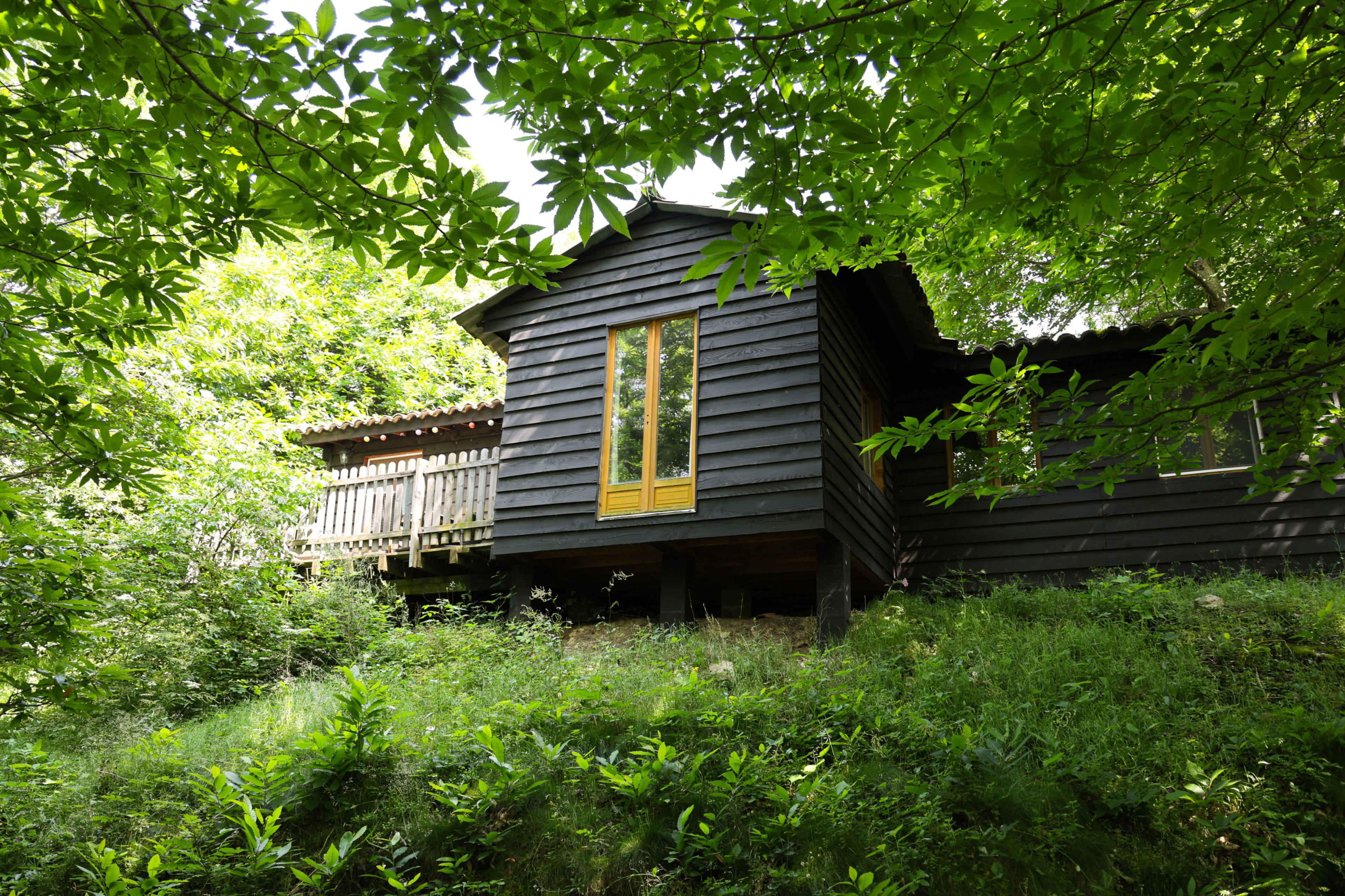- image: 1