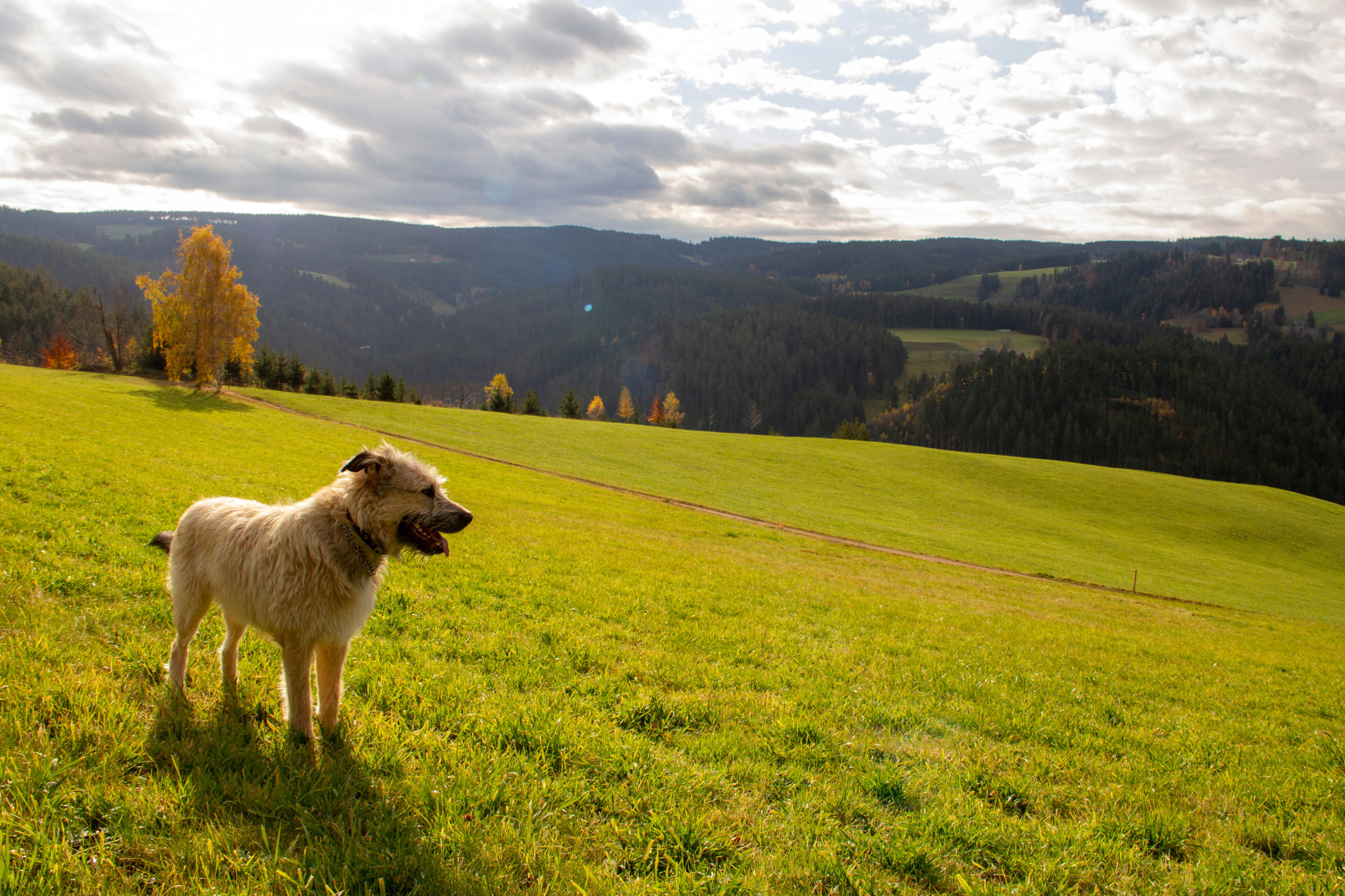 Maison nature à Triberg