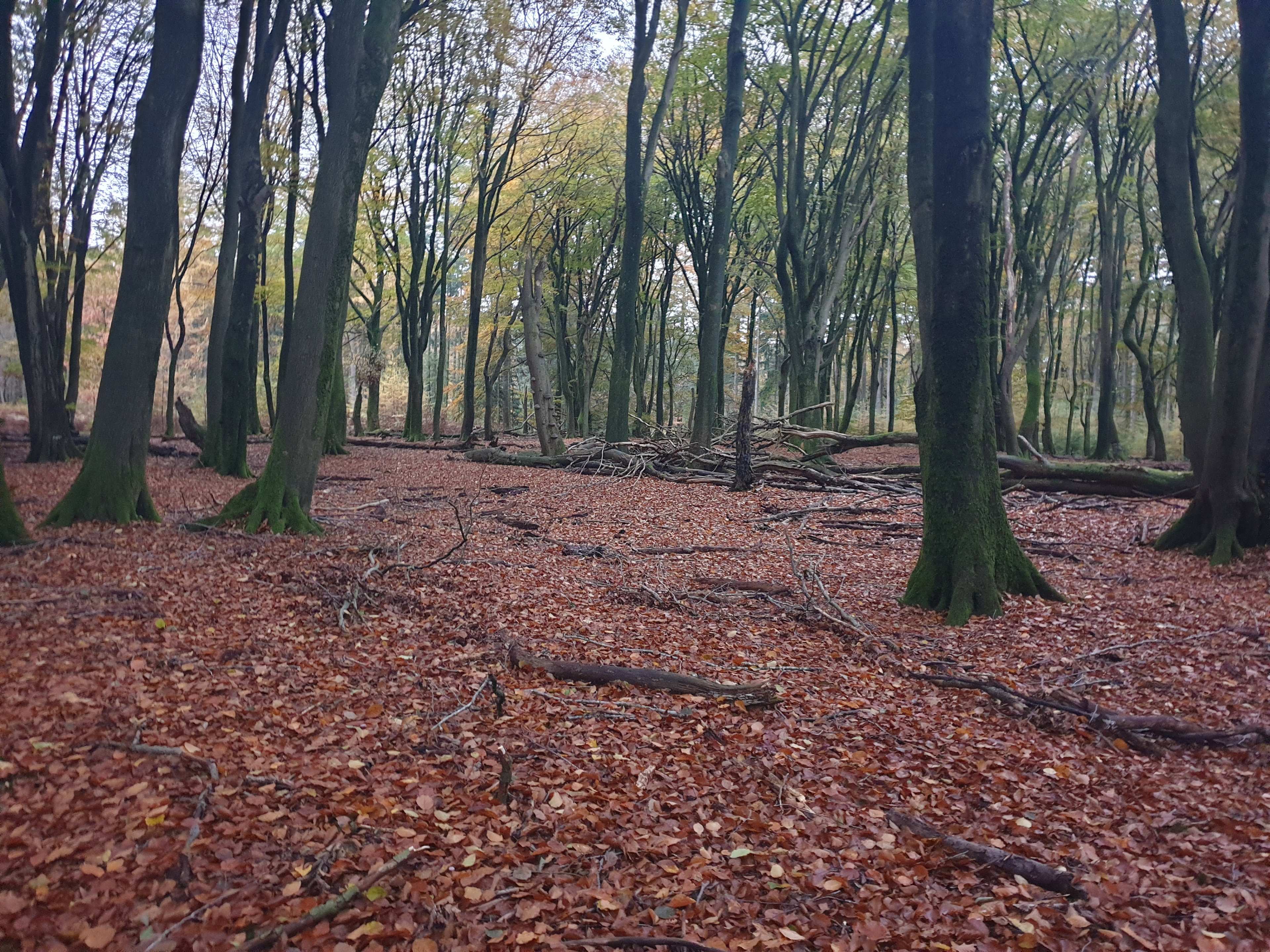 Natuurhuisje in Garderen