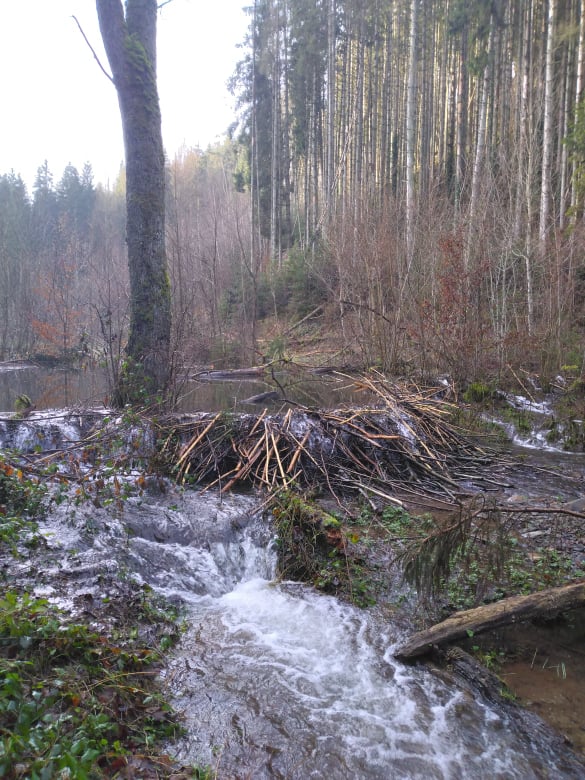 Natuurhuisje in La roche-en-ardenne