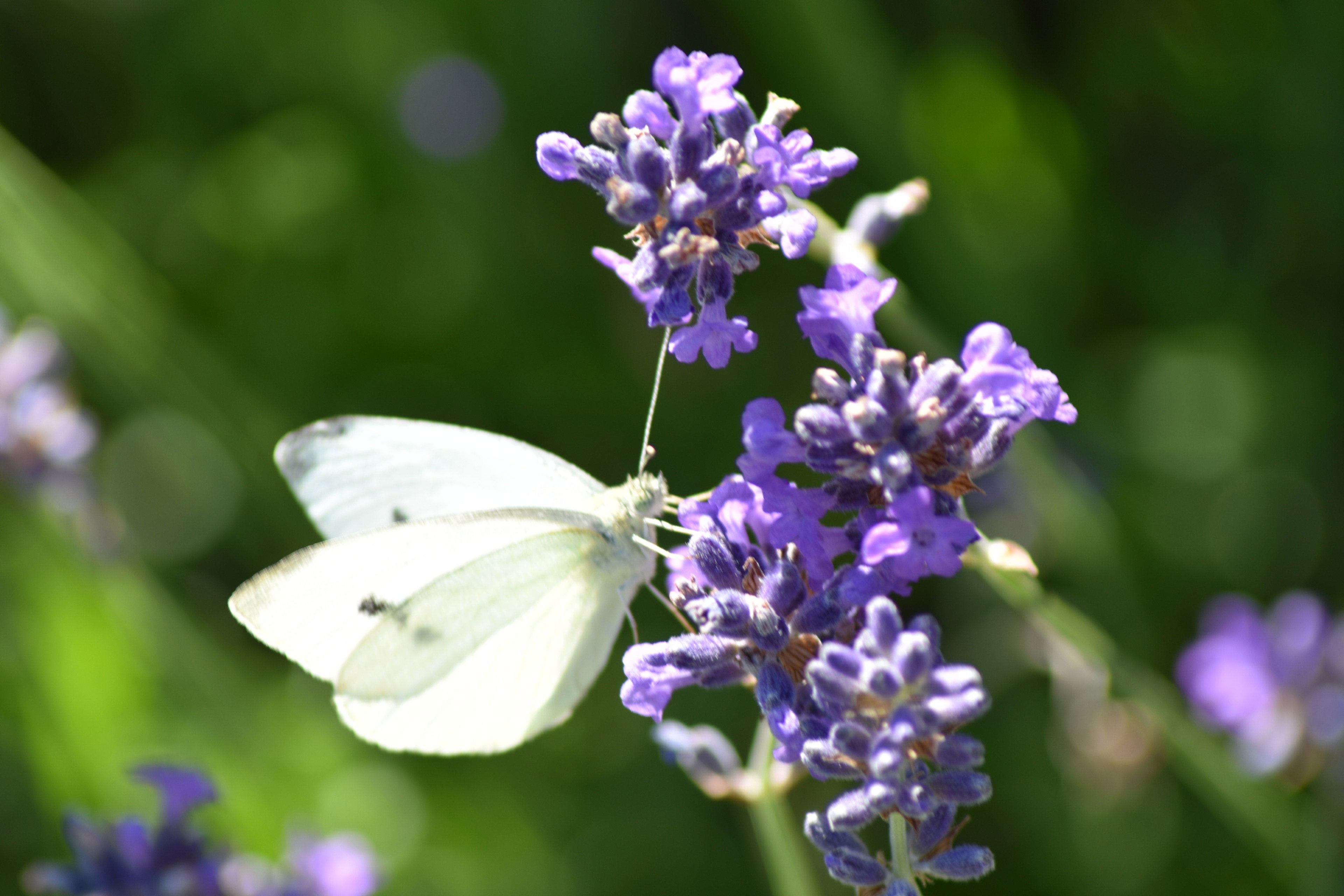 Casa nella natura a Oosterend