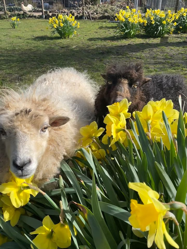 Natuurhuisje in Veere