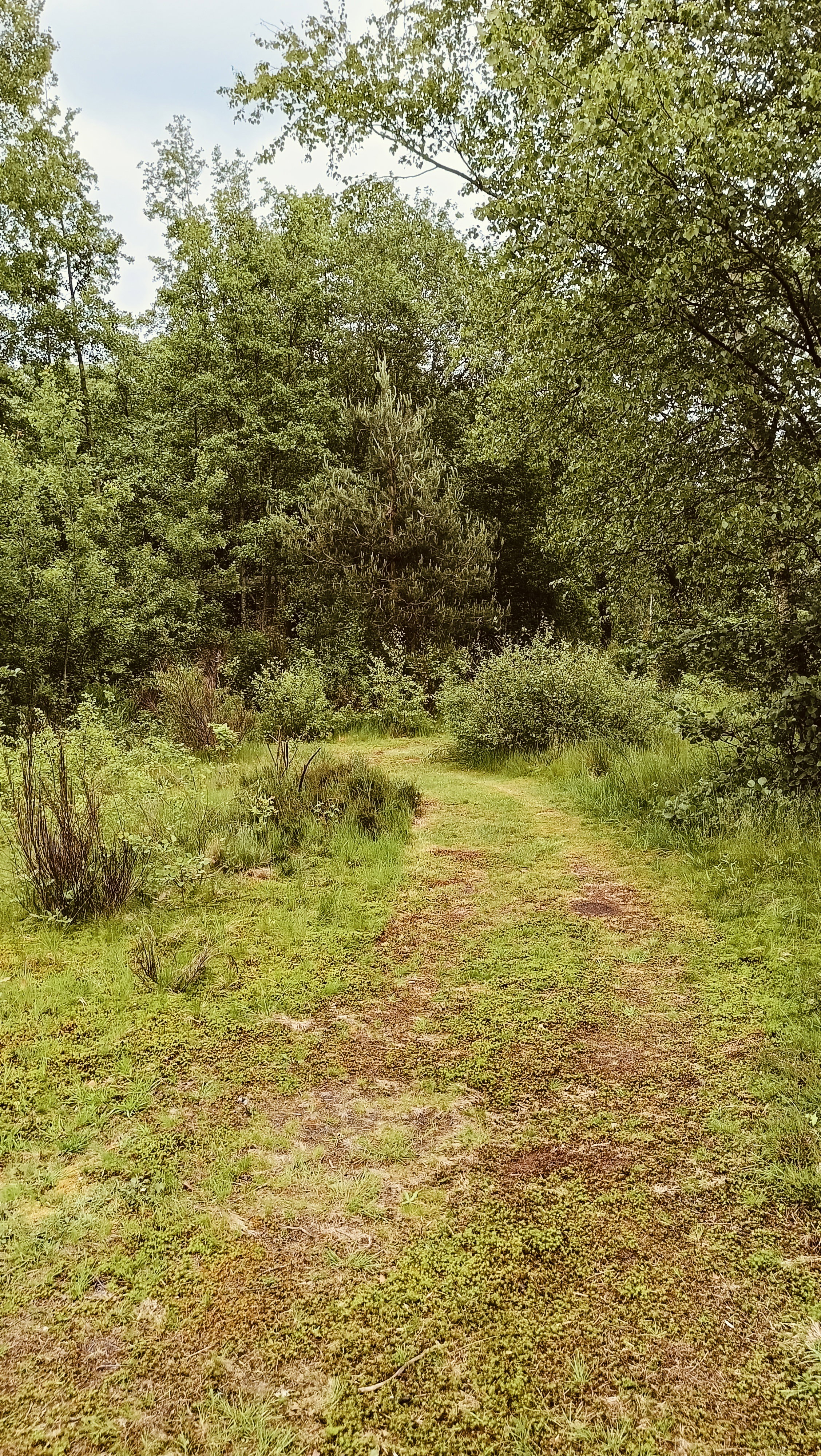 Natuurhuisje in Opende