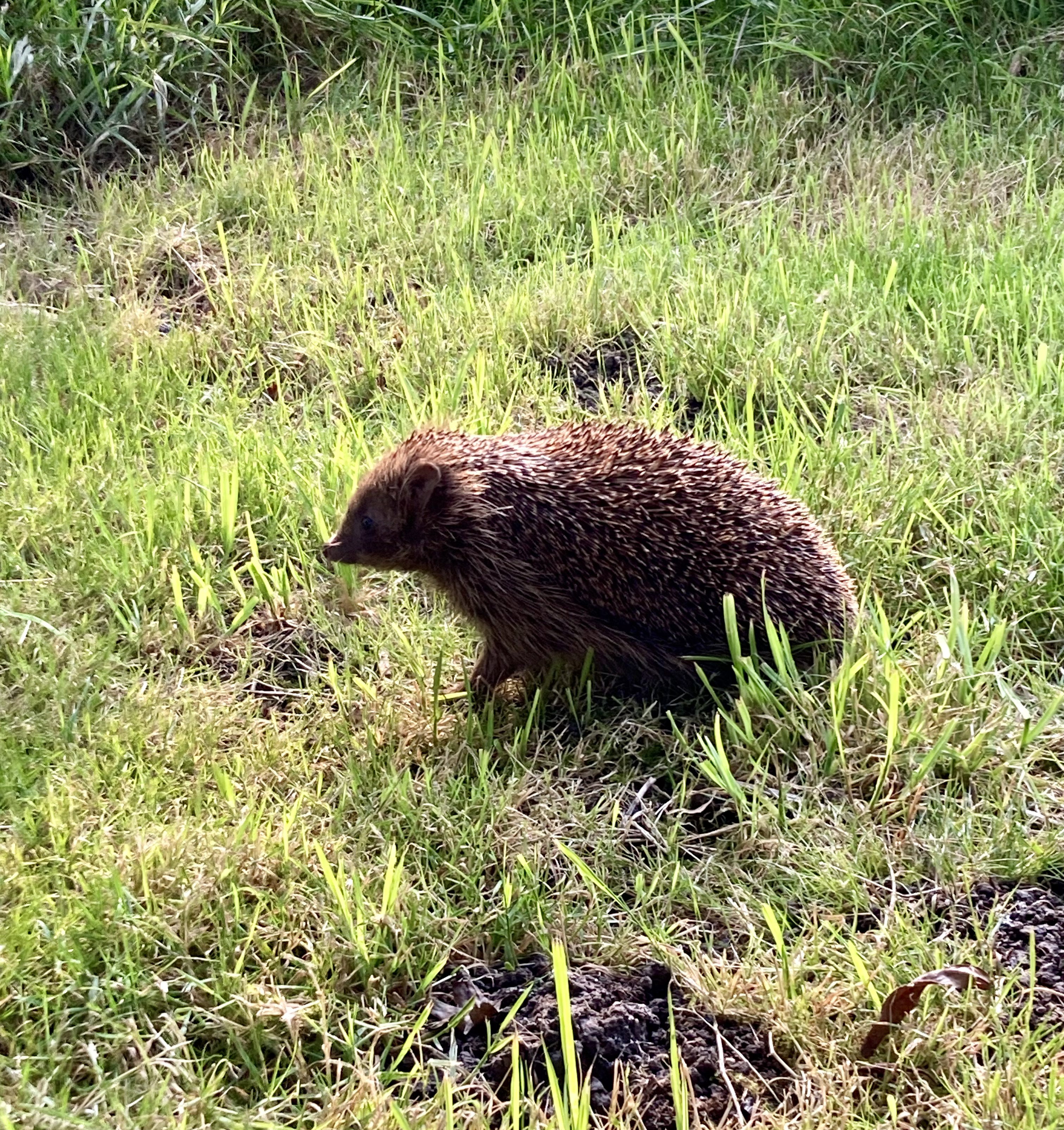 Natuurhuisje in Stiens
