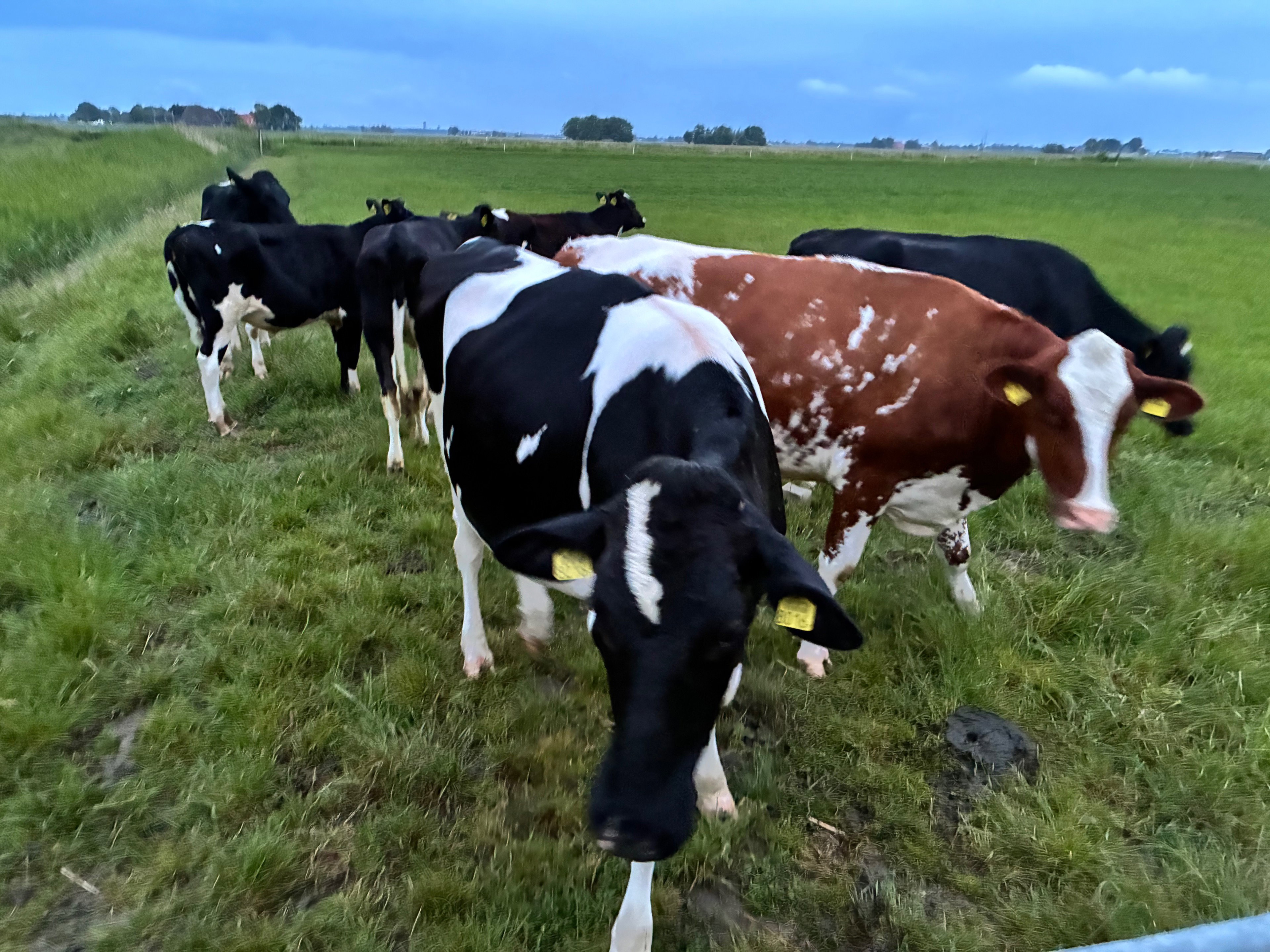 Natuurhuisje in Stiens