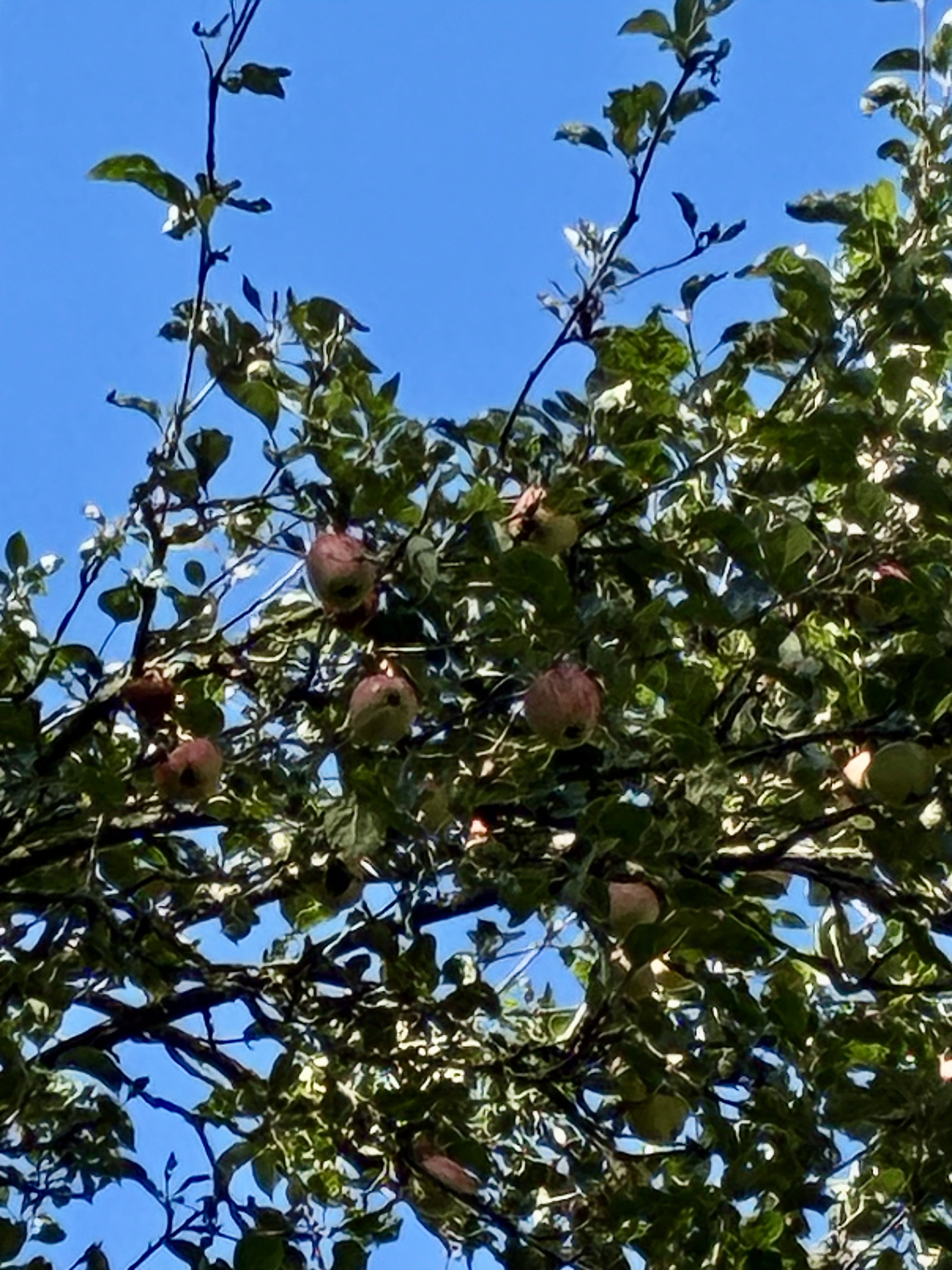 Natuurhuisje in Stiens