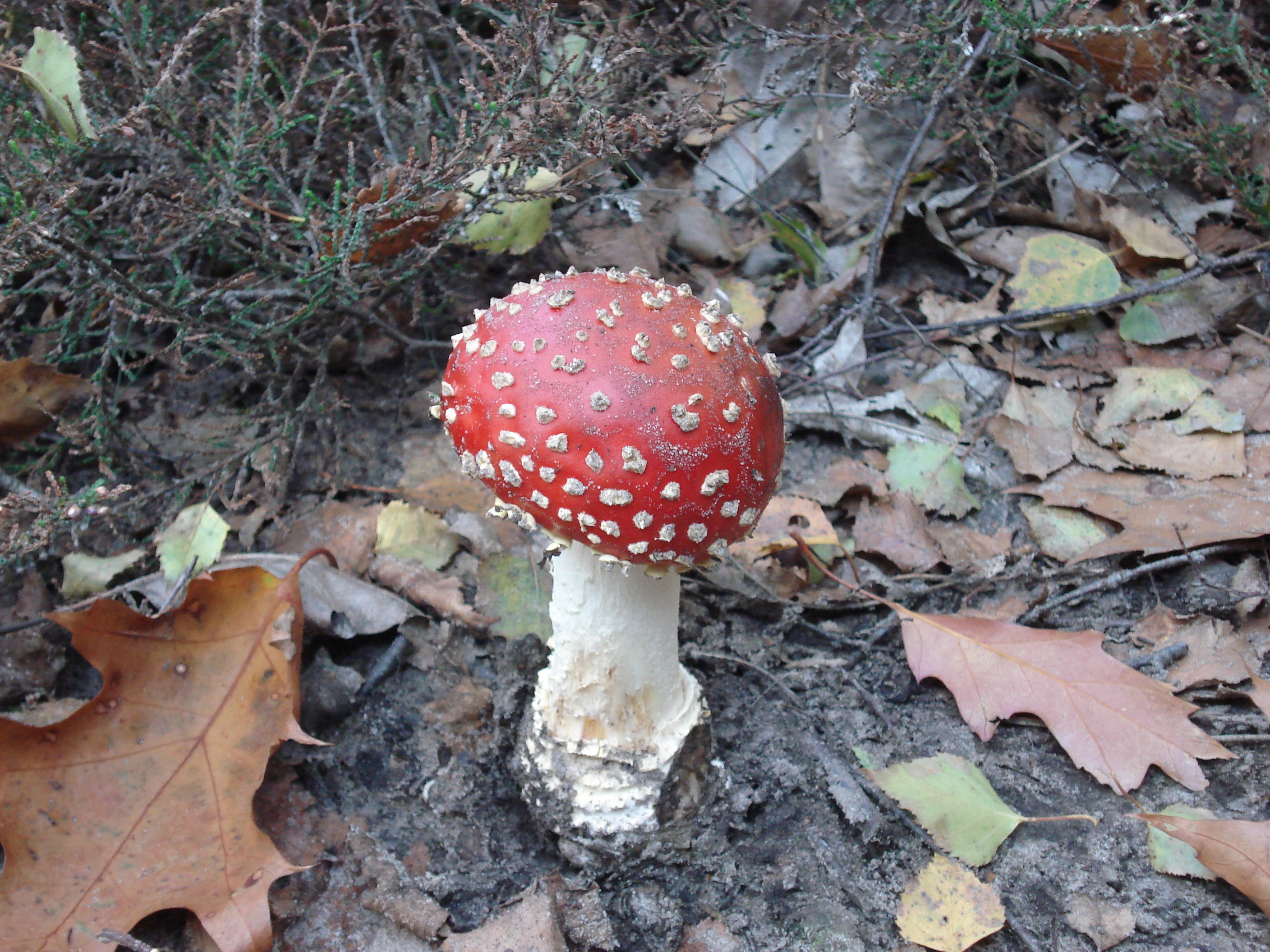 Natuurhuisje in Overloon