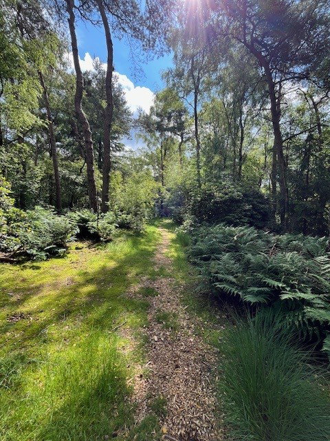 Natuurhuisje in Vilsteren
