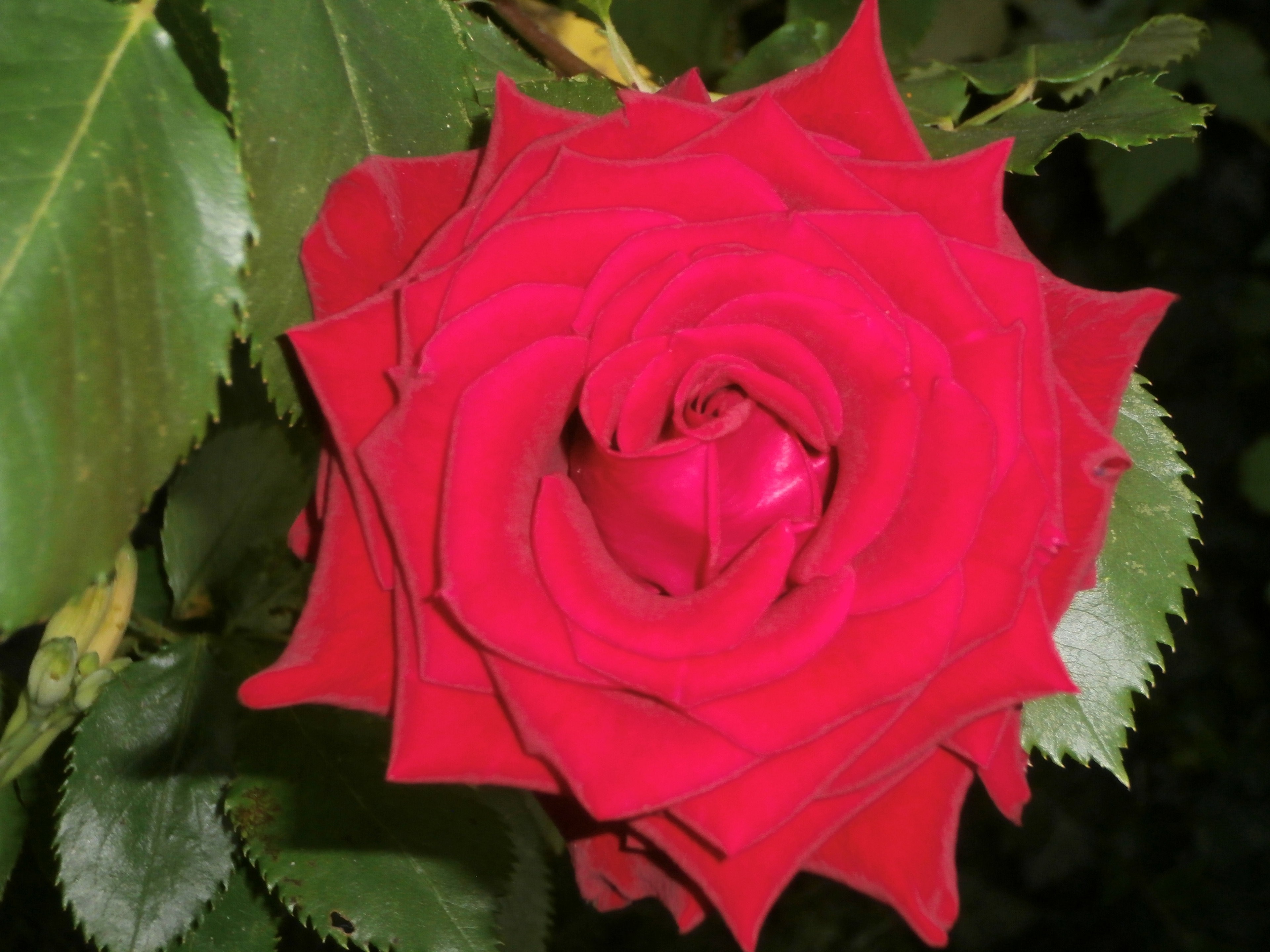 - image: 26