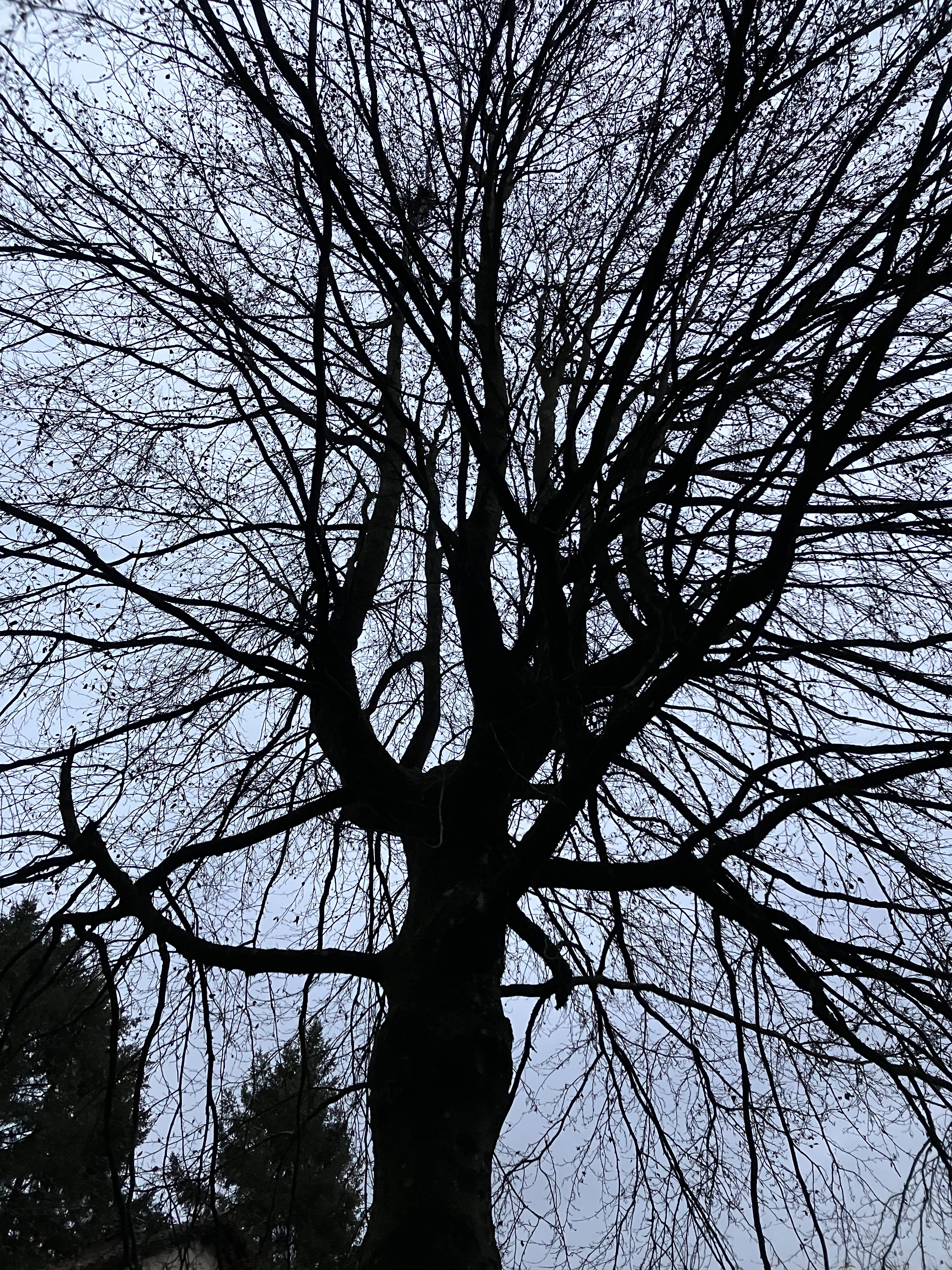 Nature house in Stadtkyll