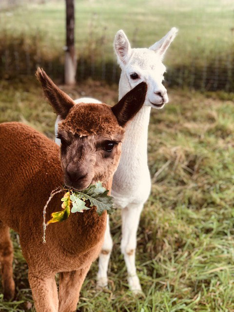 Casa nella natura a Gesves