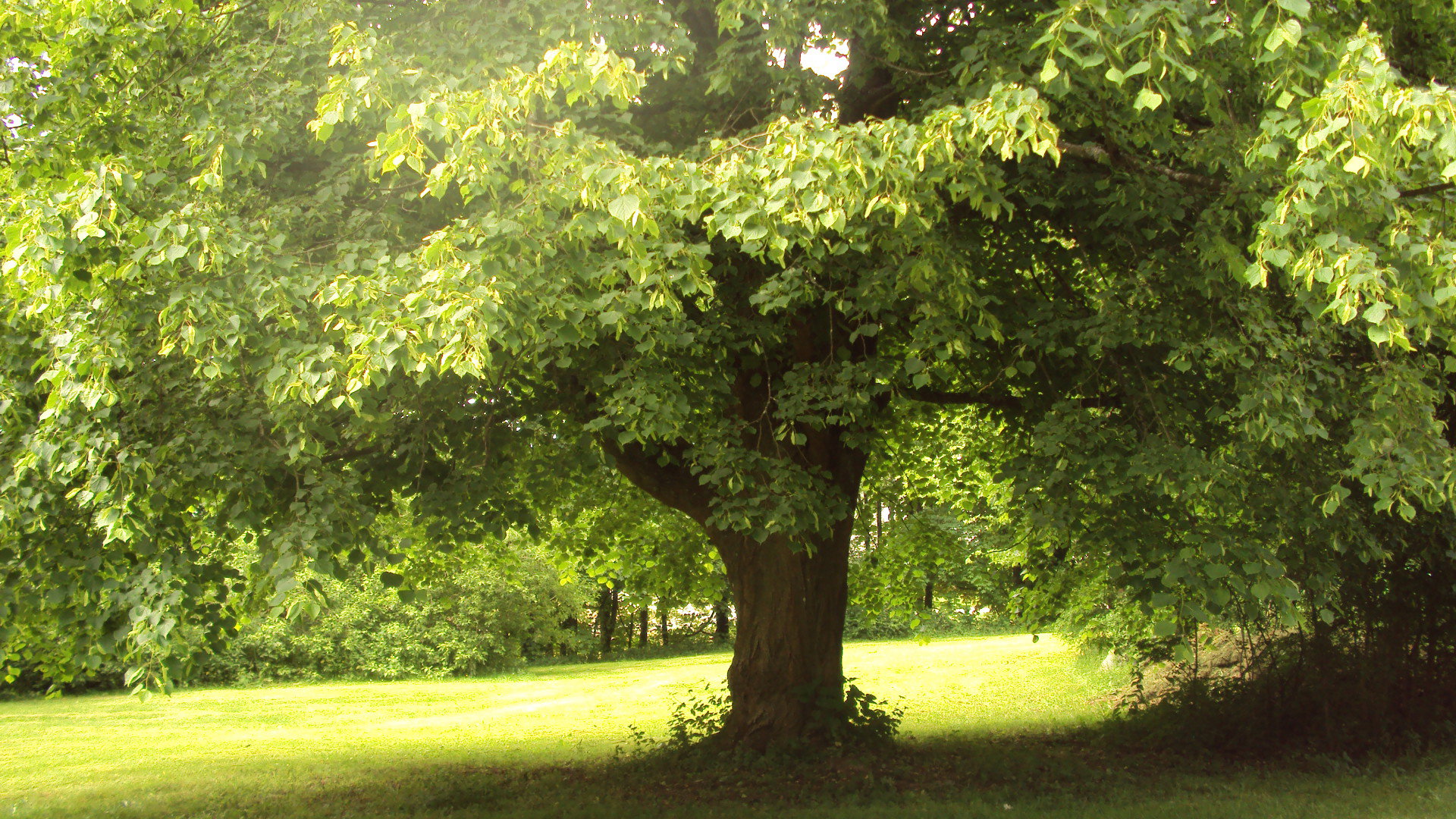 Natuurhuisje in Vielsalm