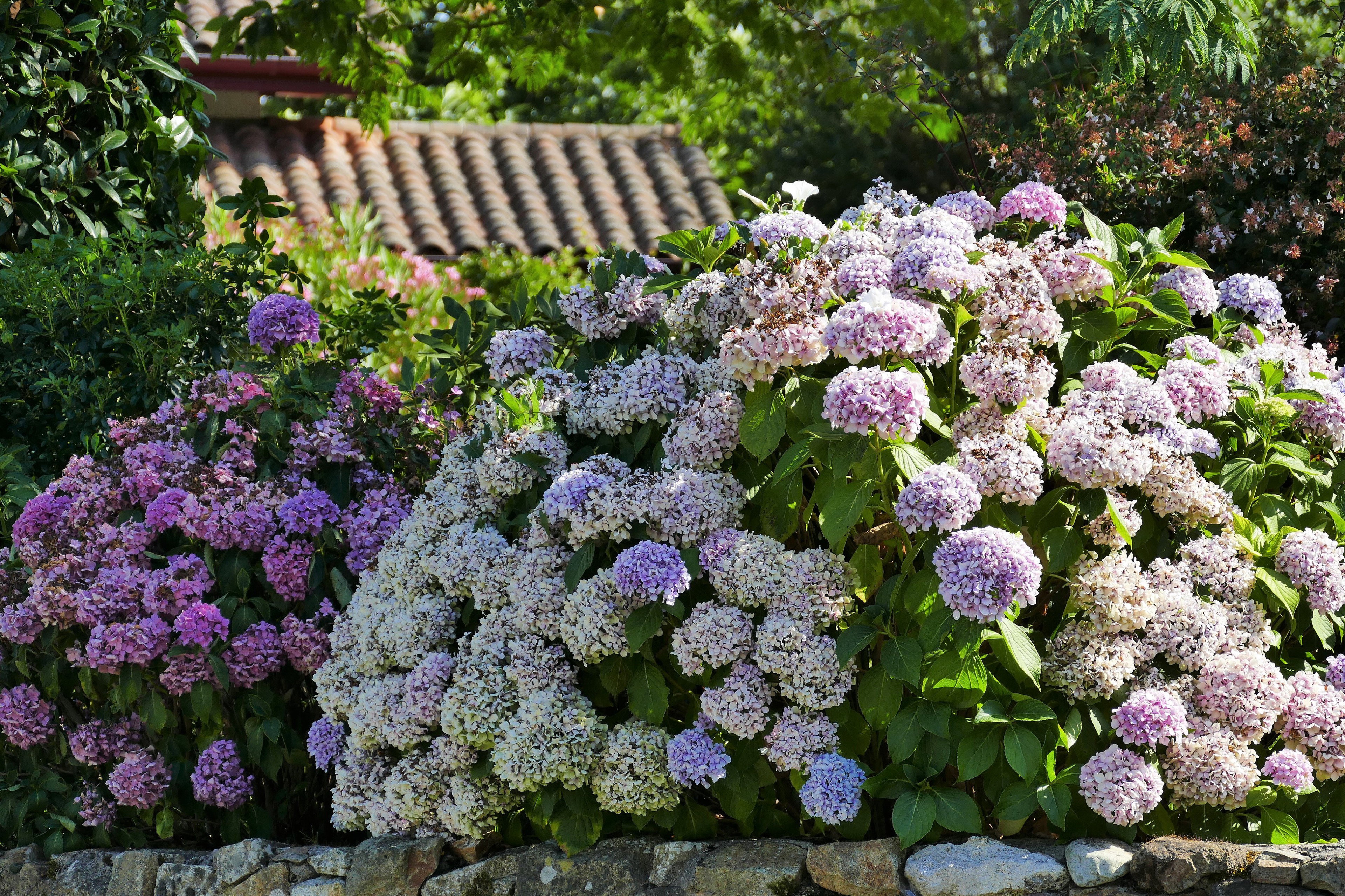 - image: 20