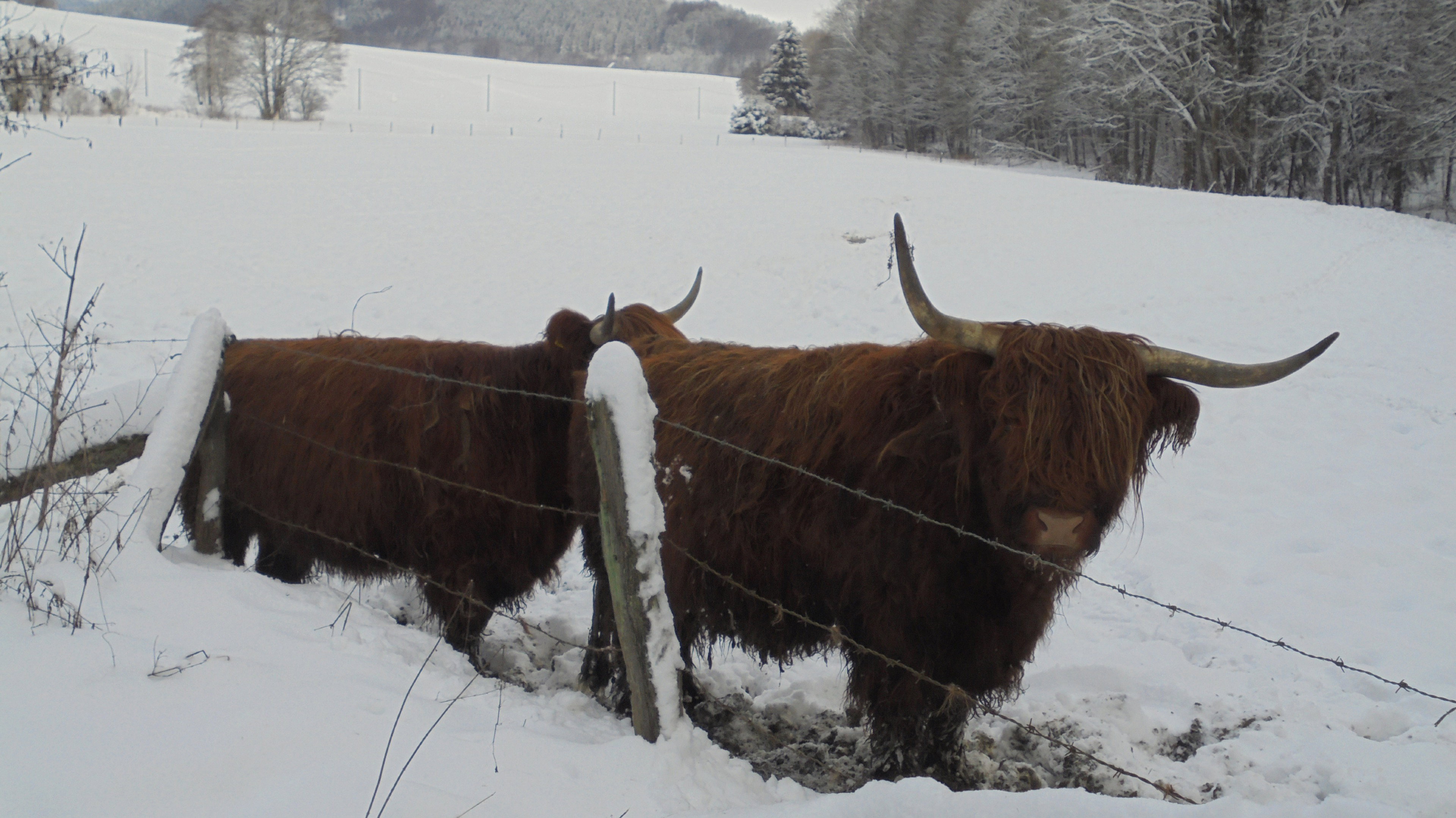 Naturhäuschen in Schmallenberg