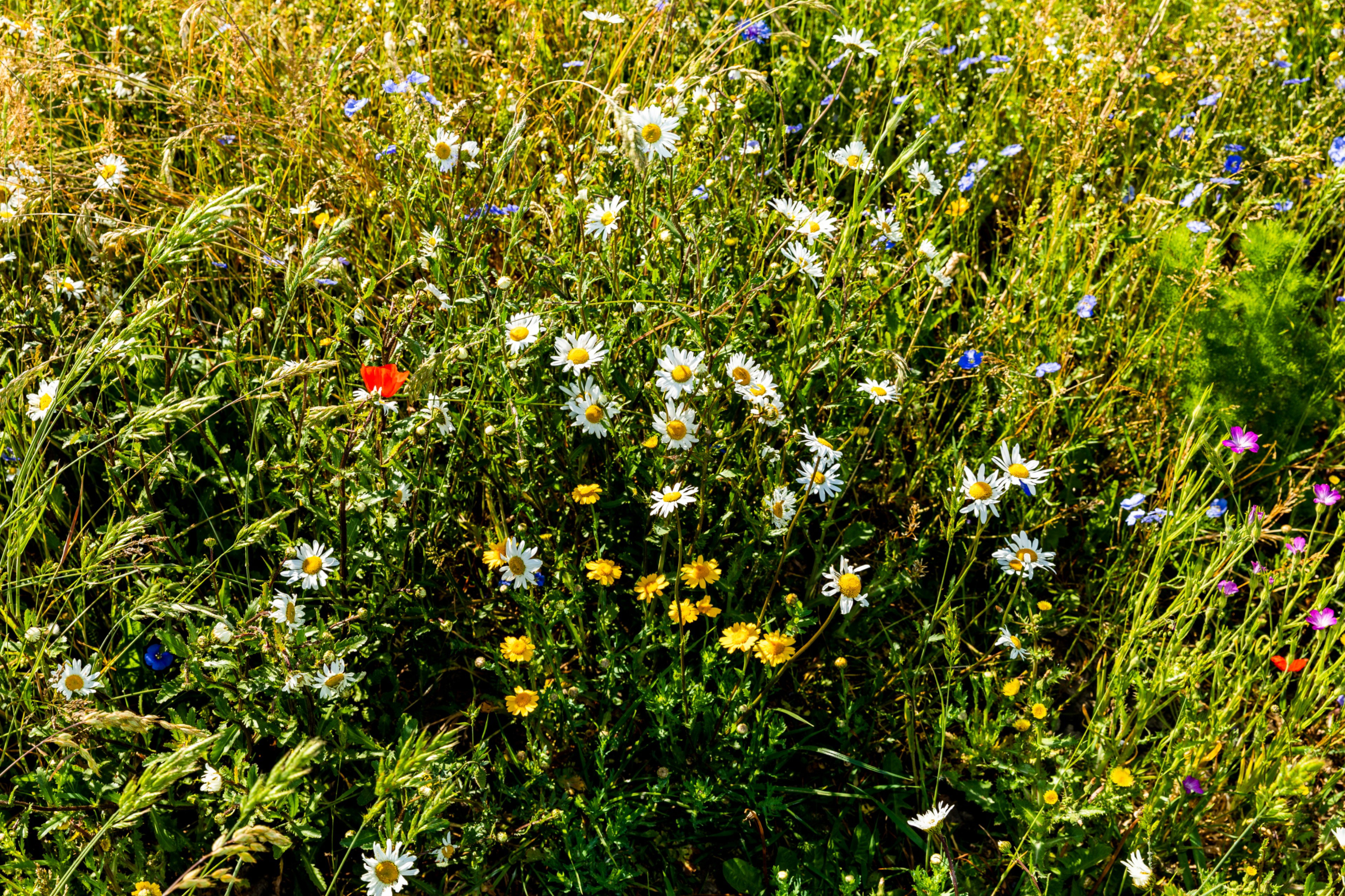 Naturhäuschen in Beverwijk