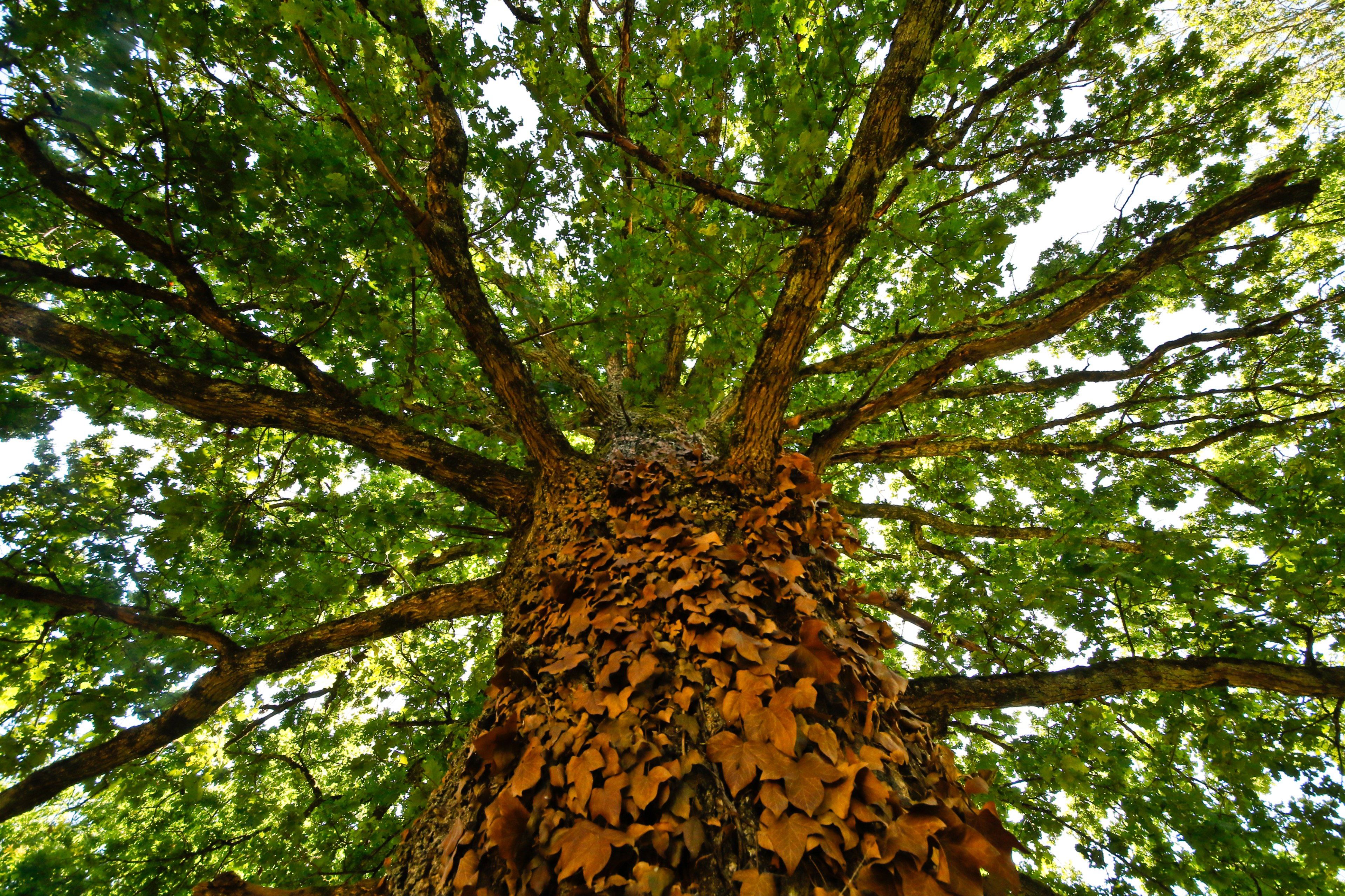 Maison nature à Saint Plaisir