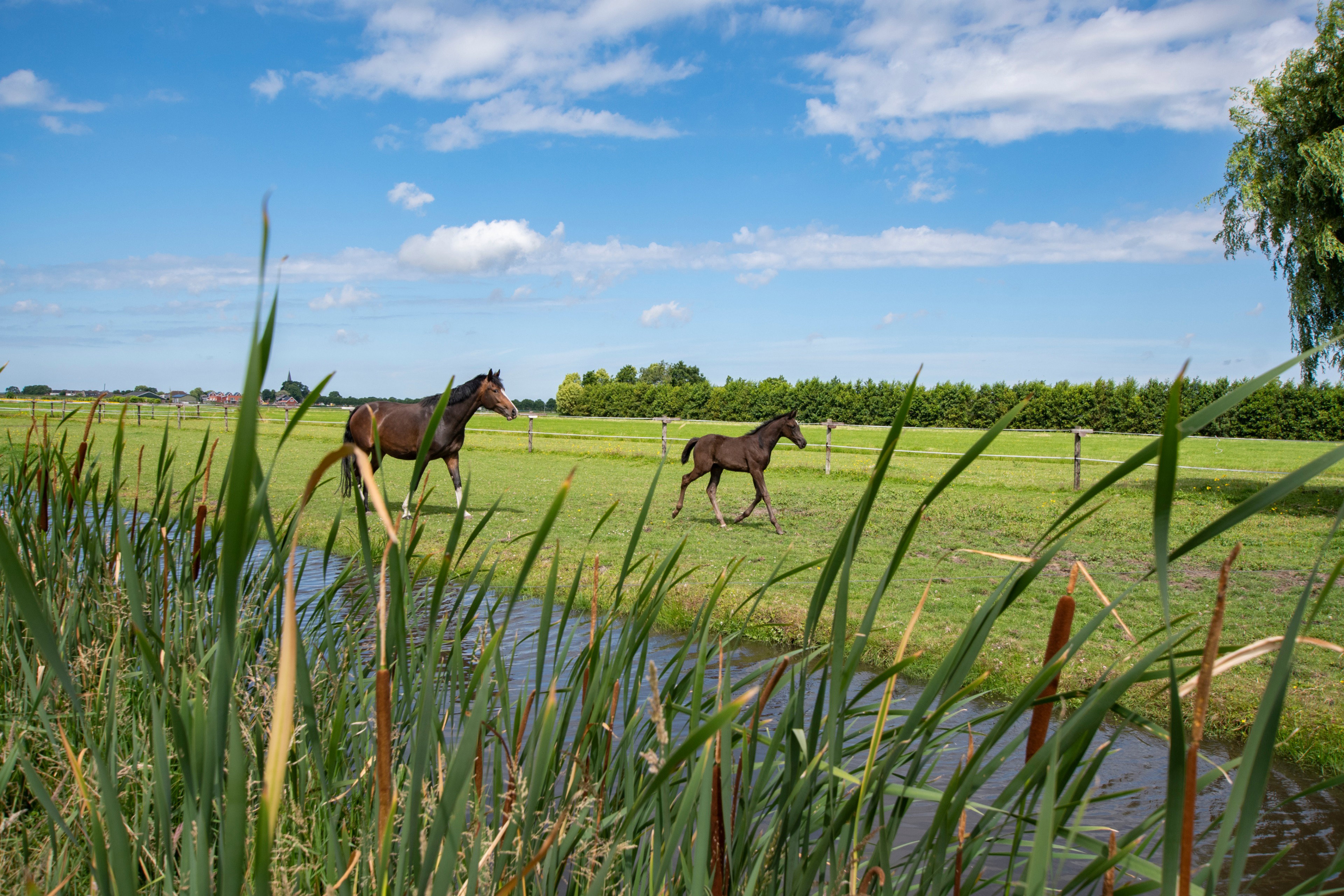 Naturhäuschen in Rijpwetering