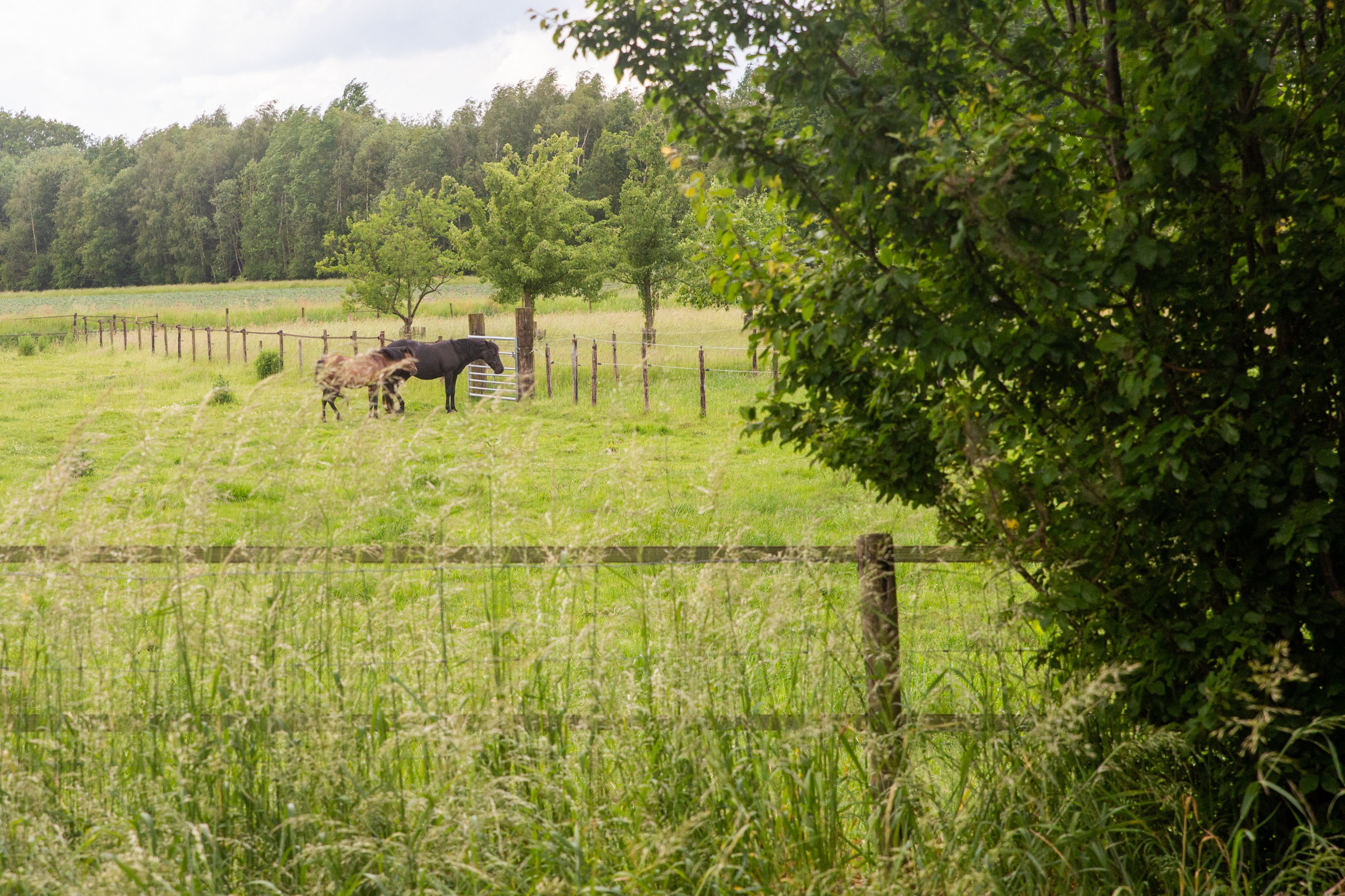 Natuurhuisje in Eext