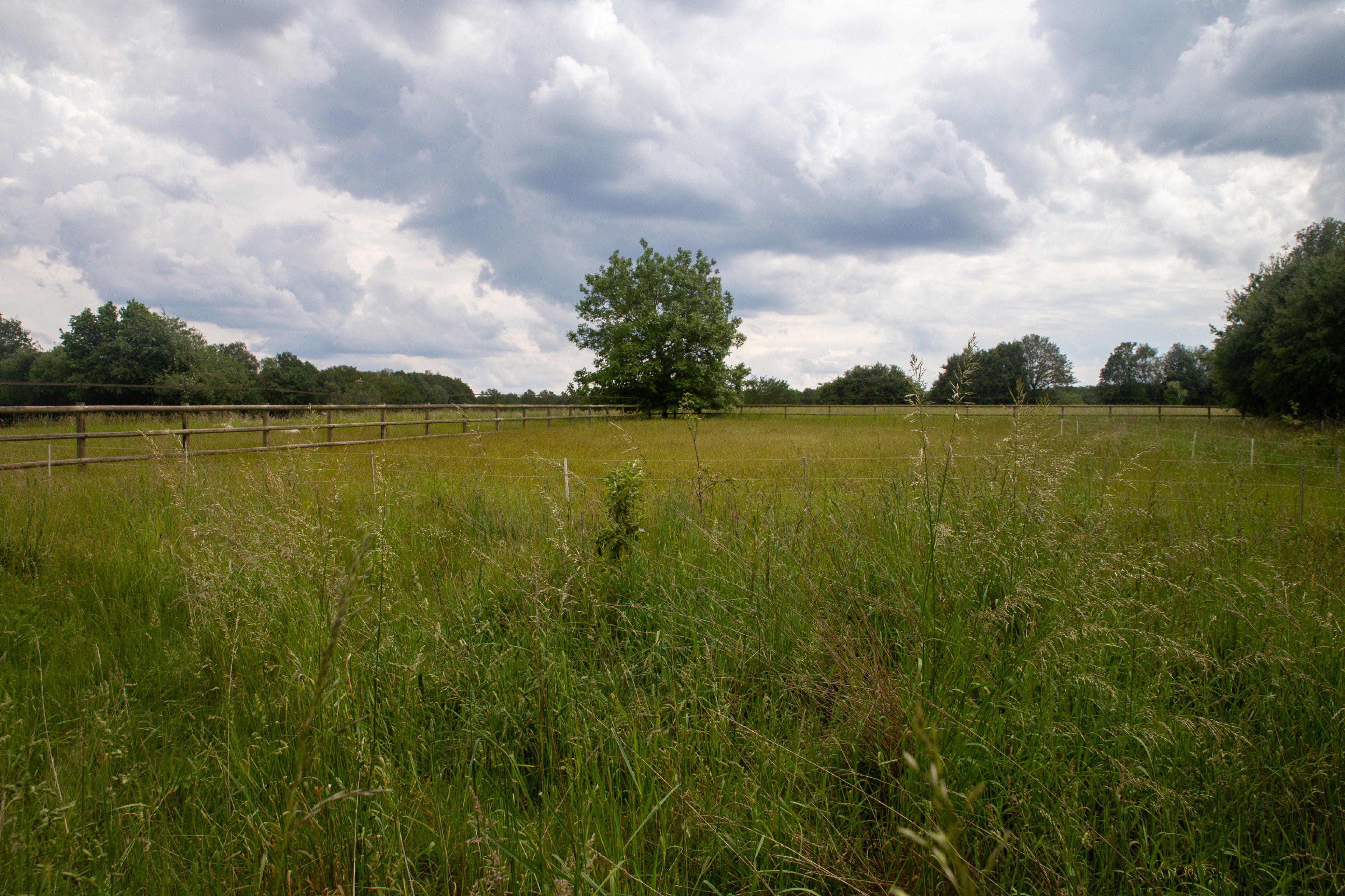 - image: 11
