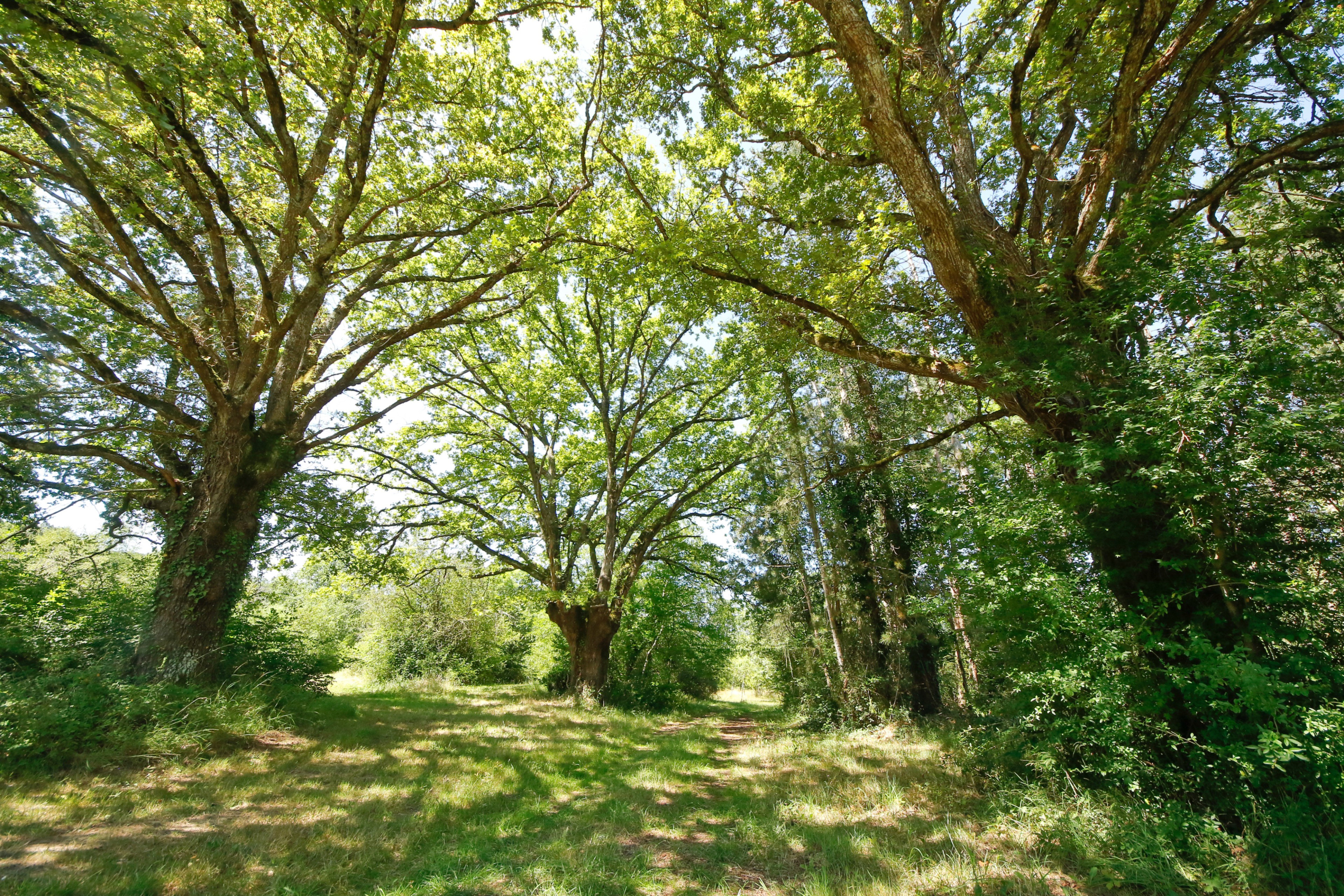 Maison nature à Saint Plaisir