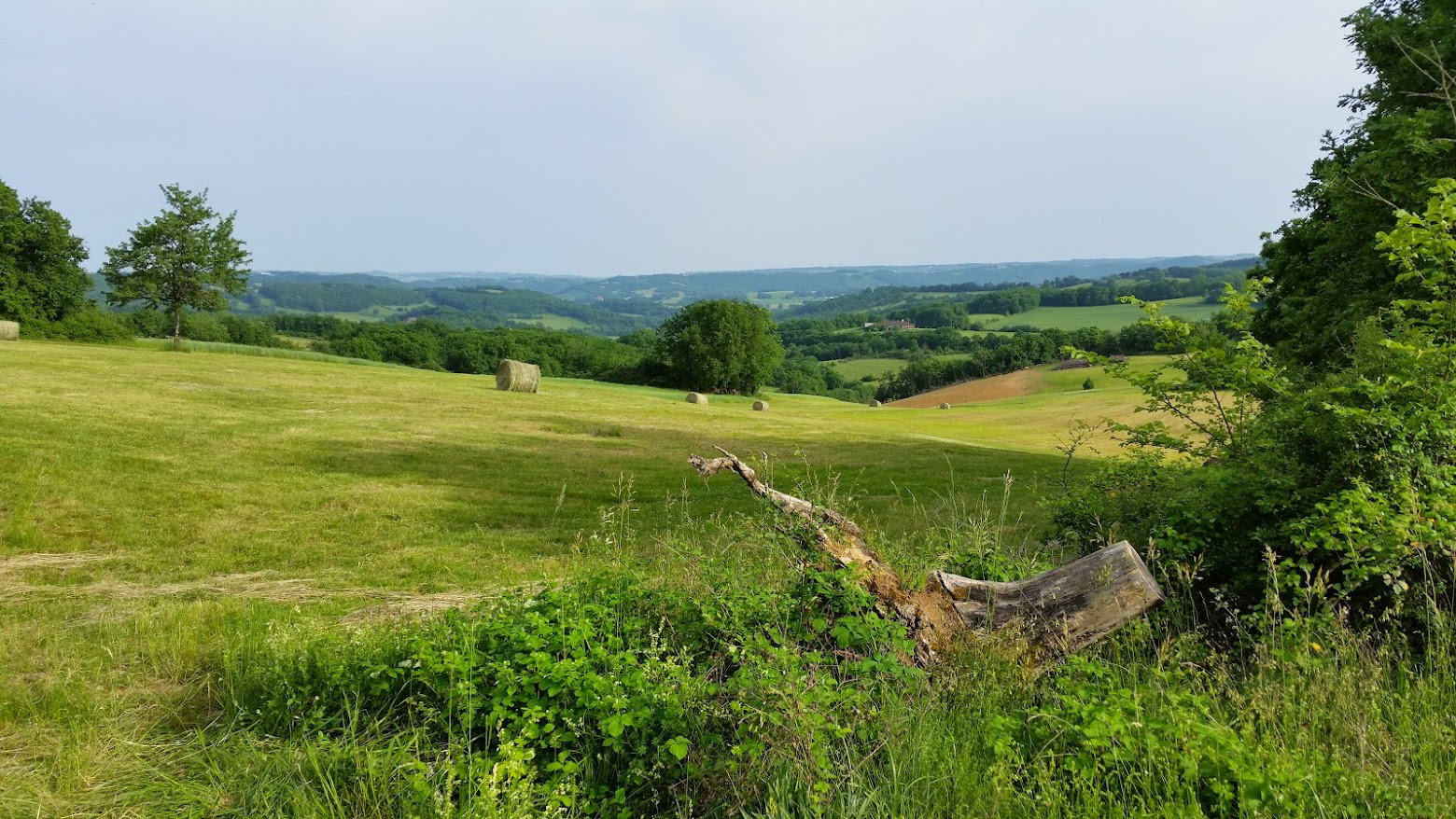 - image: 12